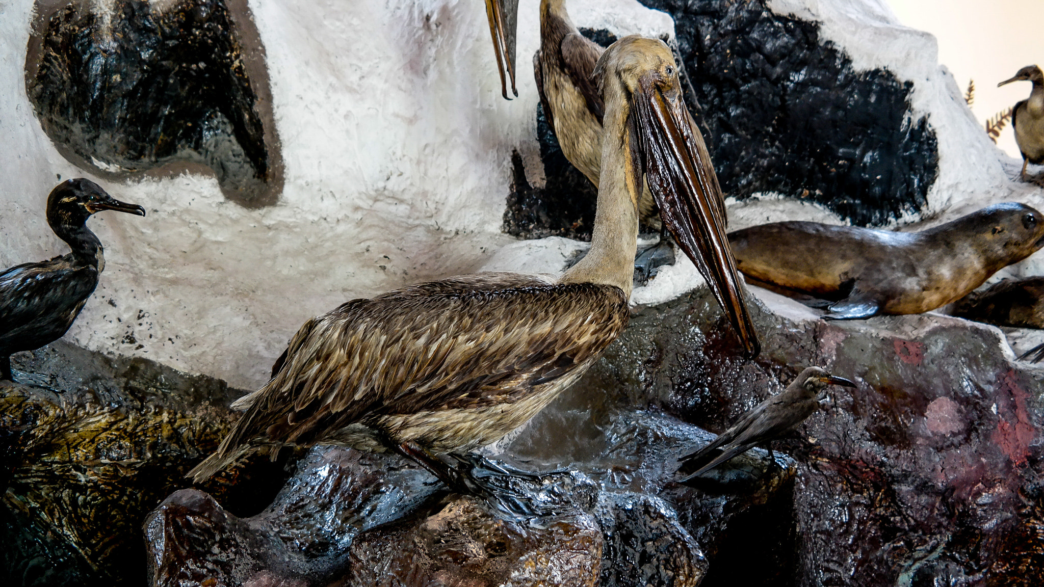 Samsung NX30 + NX 18-55mm F3.5-5.6 sample photo. Pelican photography