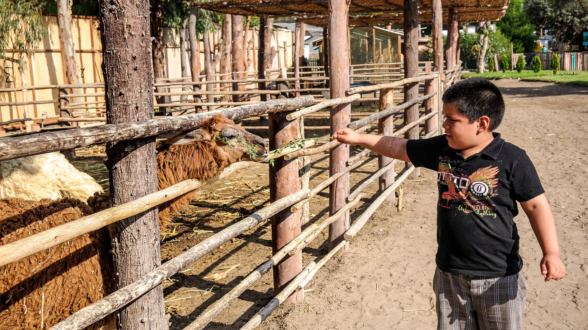 Samsung NX30 + NX 18-55mm F3.5-5.6 sample photo. Feeding to the llama photography