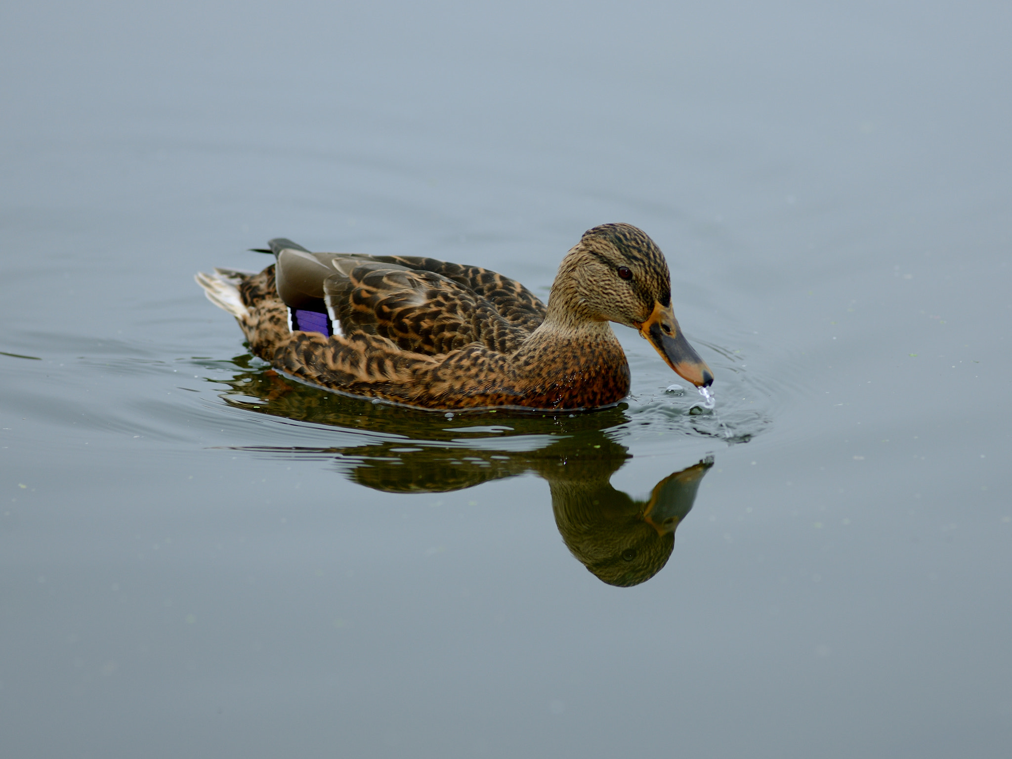 Nikon D600 + Nikon AF Nikkor 180mm F2.8D ED-IF sample photo. Duck photography