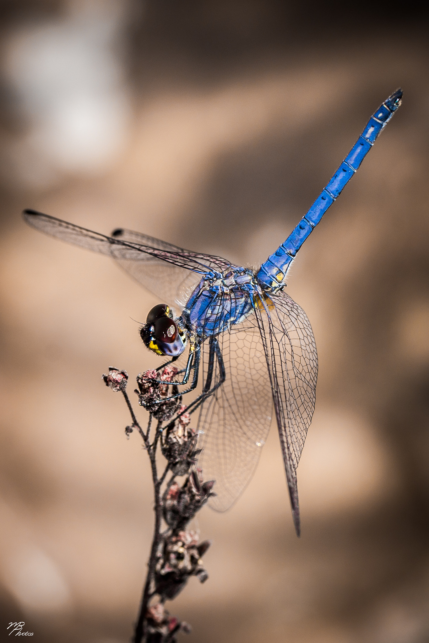 Canon EF 100mm F2.8L Macro IS USM sample photo. Navy dropwing photography