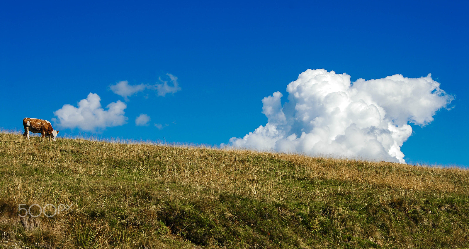 Nikon D200 sample photo. Mooohhhh photography