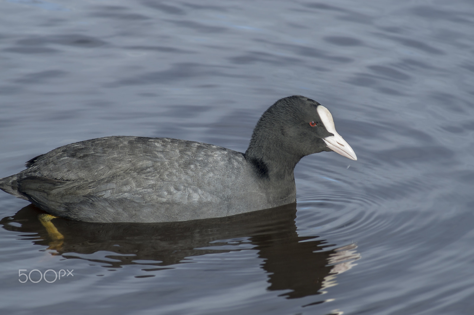 Sony 75-300mm F4.5-5.6 sample photo. Coot photography