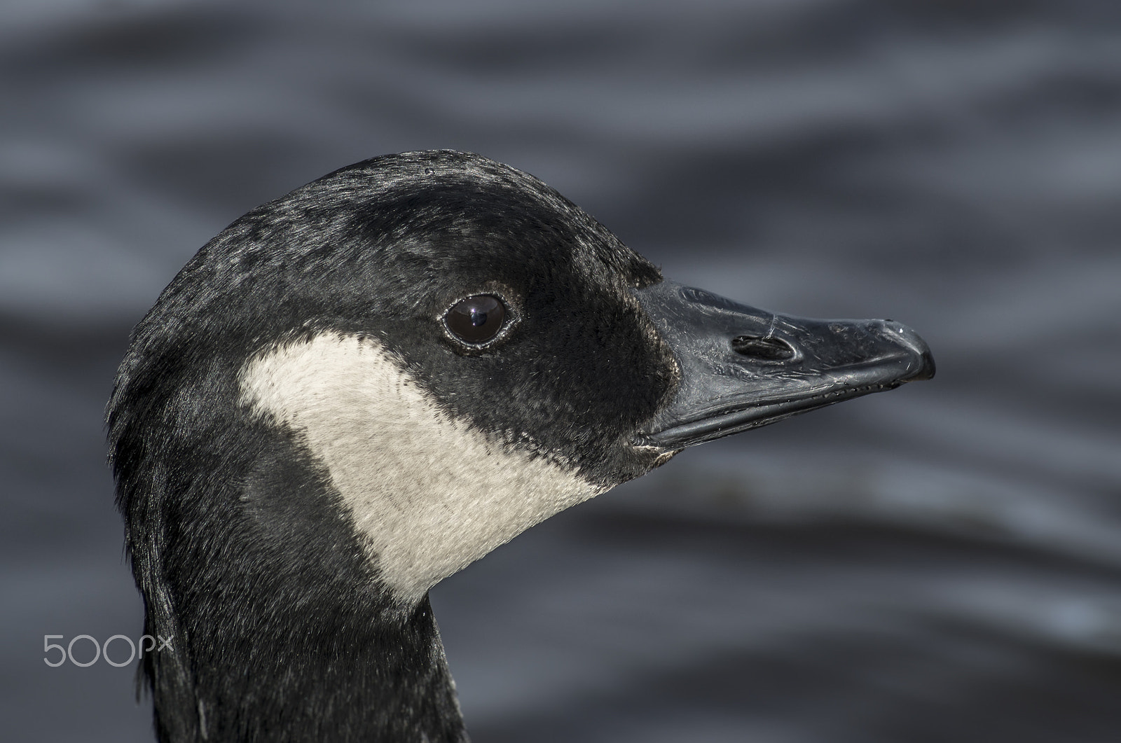 Sony 75-300mm F4.5-5.6 sample photo. A bit of a goose! photography