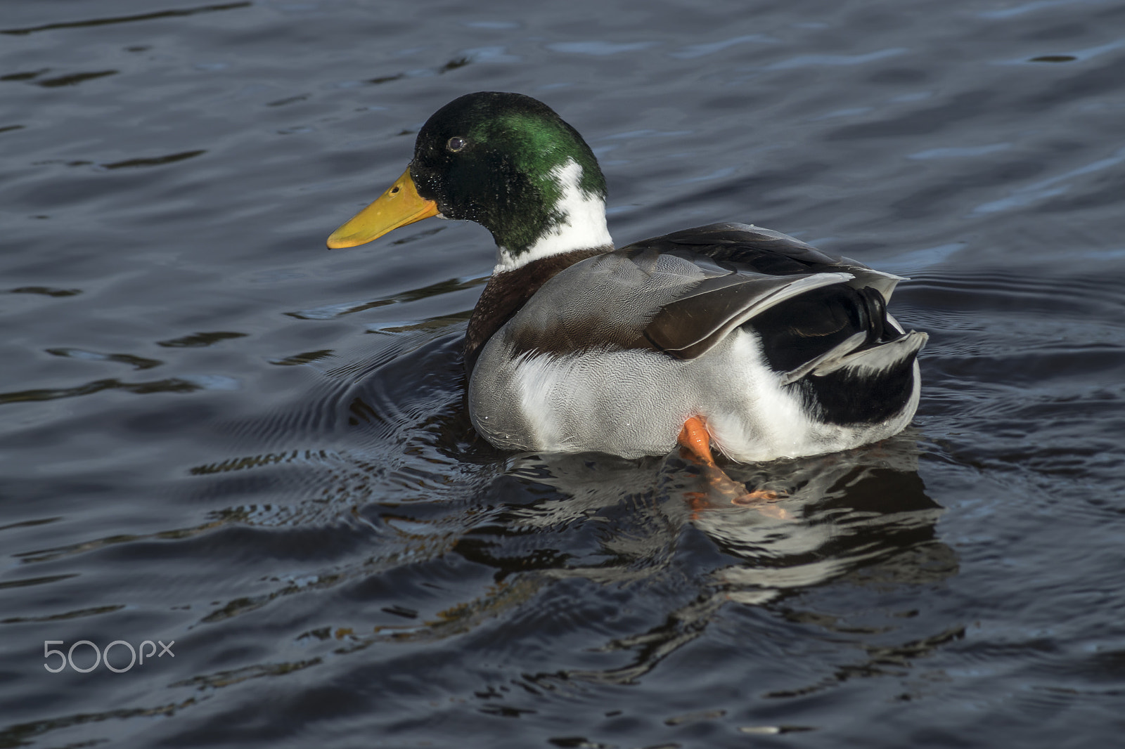 Sony 75-300mm F4.5-5.6 sample photo. Mallard photography
