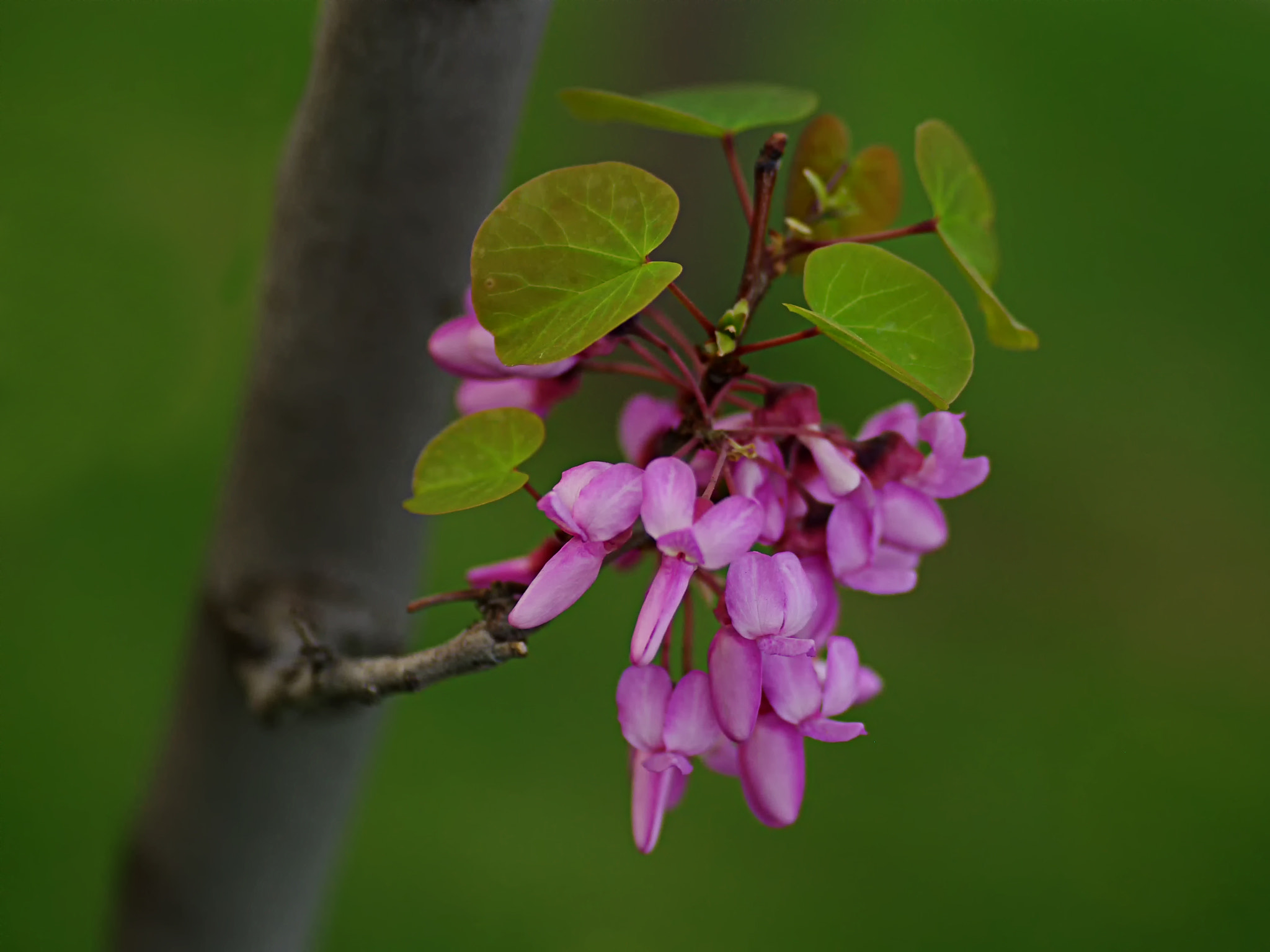 Pentax K200D + Tamron SP AF 90mm F2.8 Di Macro sample photo. Judas tree... photography