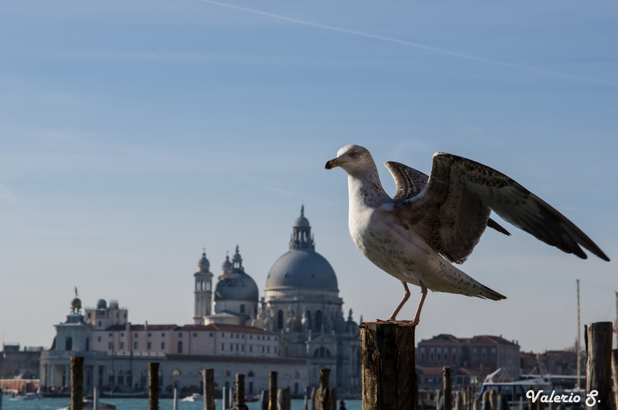 Sigma AF 10-20mm F4-5.6 EX DC sample photo. Seagull in venice photography