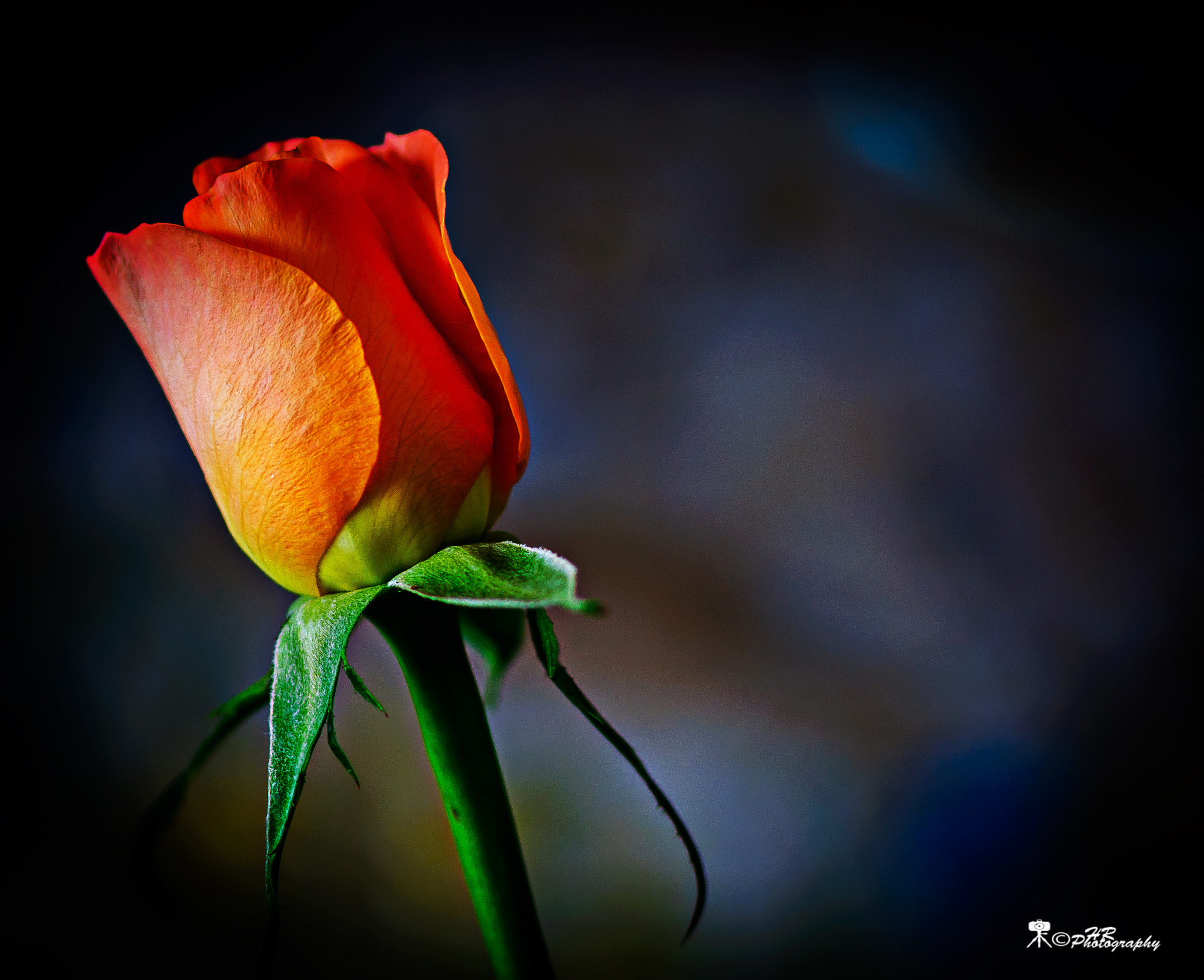 Sigma 105mm F2.8 EX DG Macro sample photo. A rose for you photography
