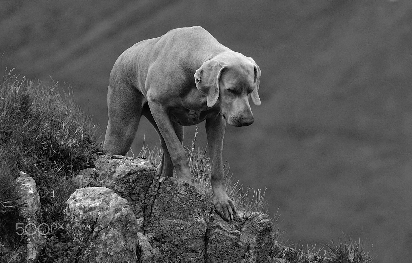 Sigma 120-300mm F2.8 EX DG HSM sample photo. Transfixed photography