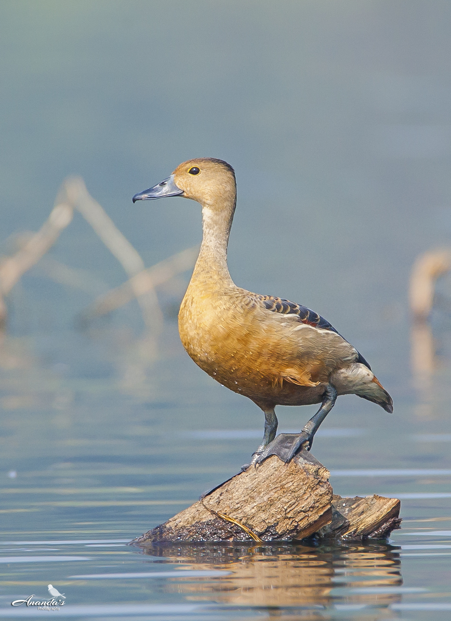 Tamron SP 150-600mm F5-6.3 Di VC USD sample photo. Alone photography