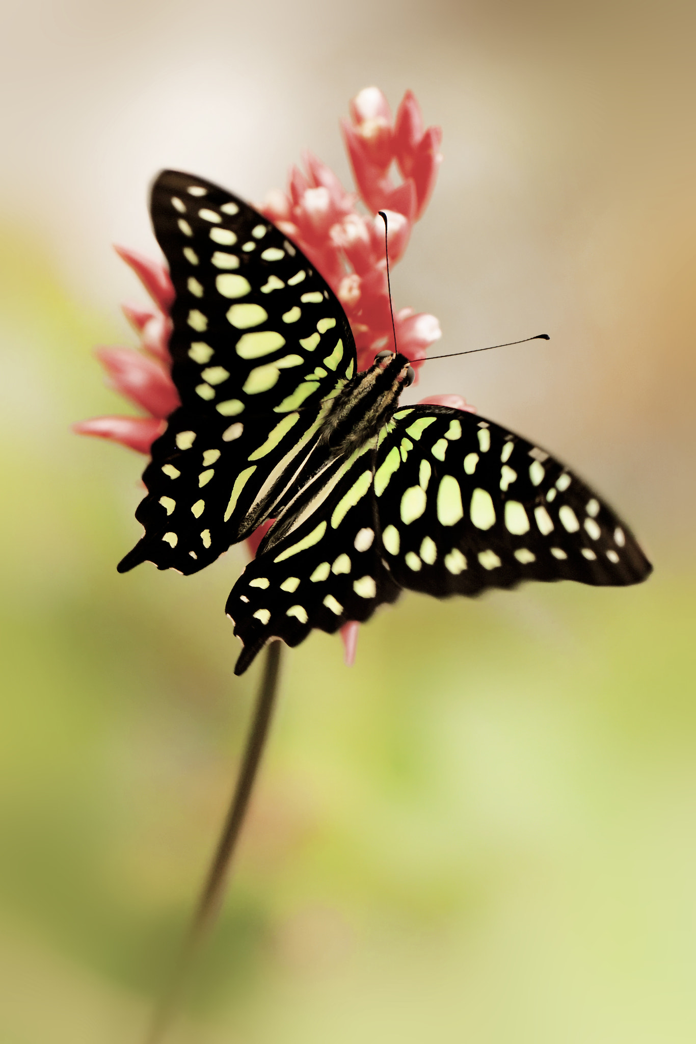 Canon EOS-1Ds Mark III sample photo. Winged beauty photography