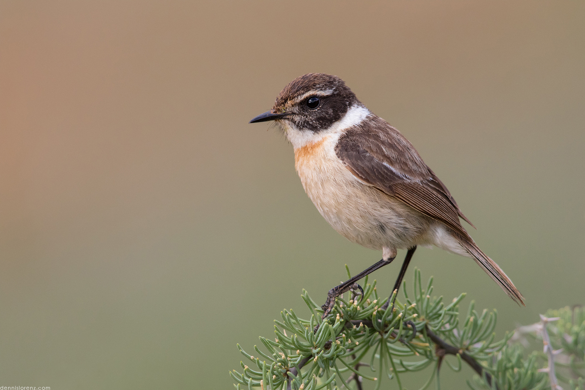 Canon EF 600mm F4L IS II USM sample photo. Fuerteventura stonechat | kanarenschmätzer photography