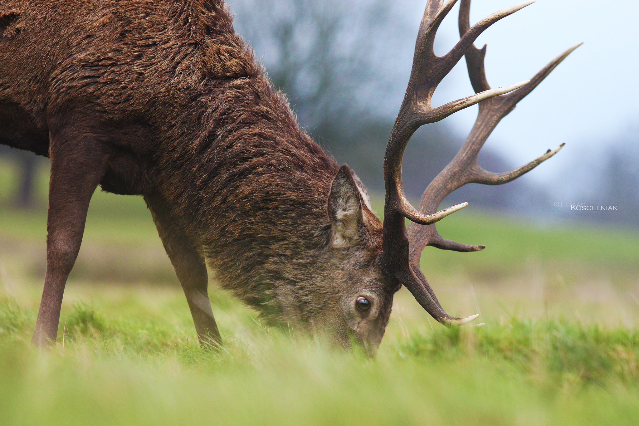 Canon EOS 700D (EOS Rebel T5i / EOS Kiss X7i) + Canon EF 200mm F2.8L II USM sample photo. Deer photography