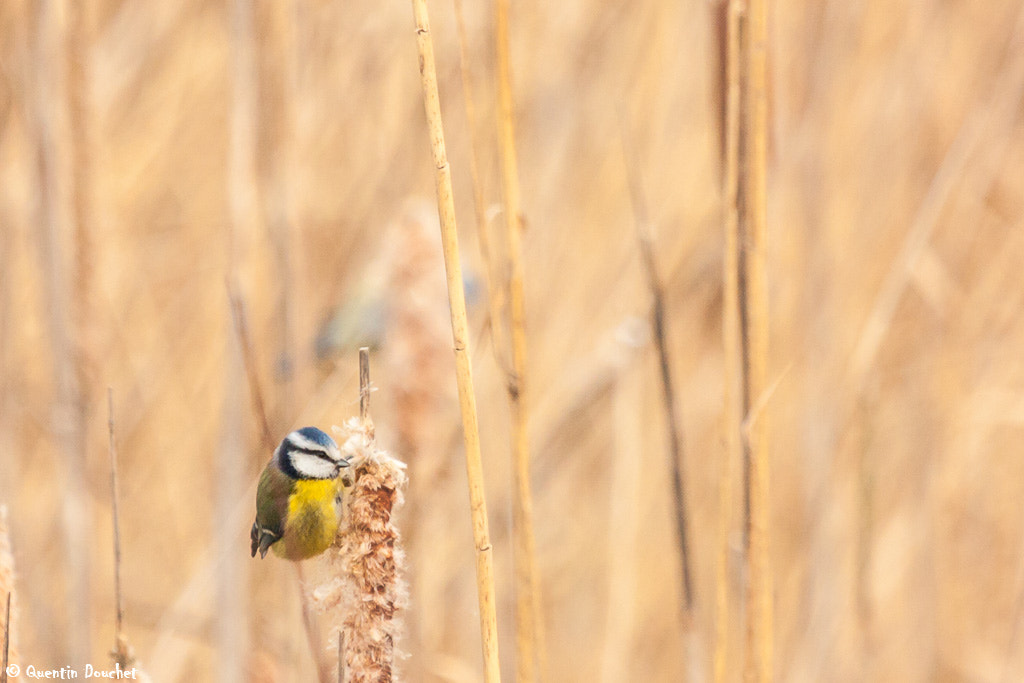 Canon EF 100-400mm F4.5-5.6L IS USM sample photo. Mésange bleue qui picore photography