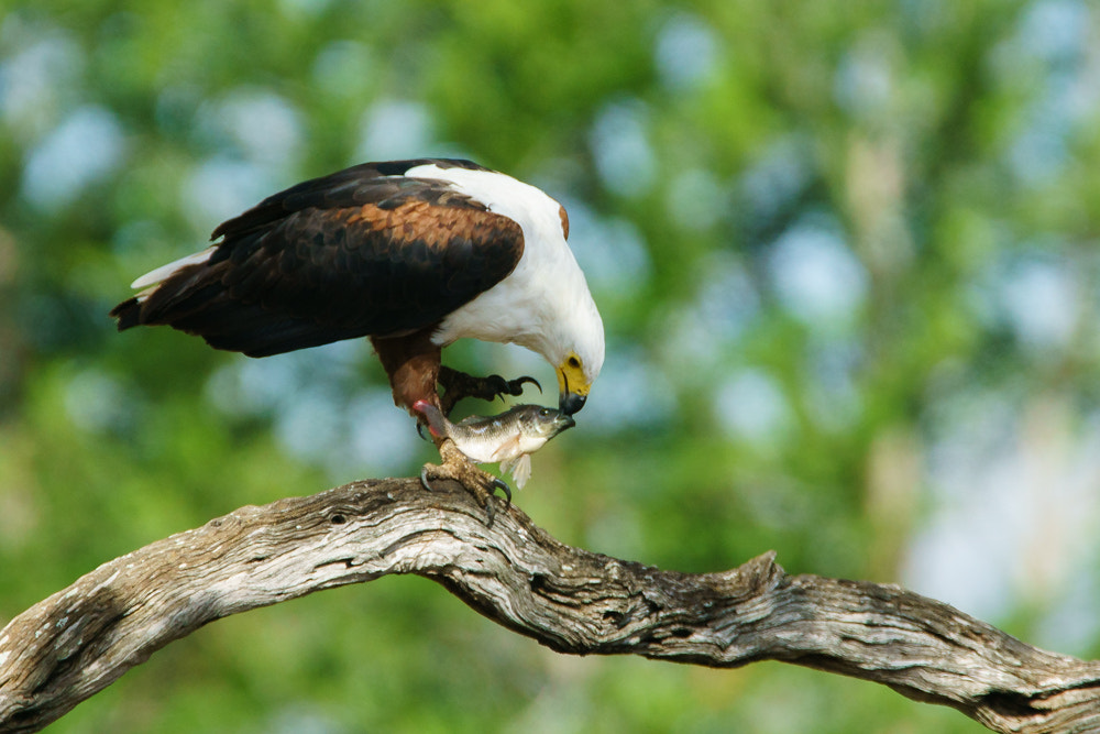 300mm F2.8 G sample photo. Catch of the day photography