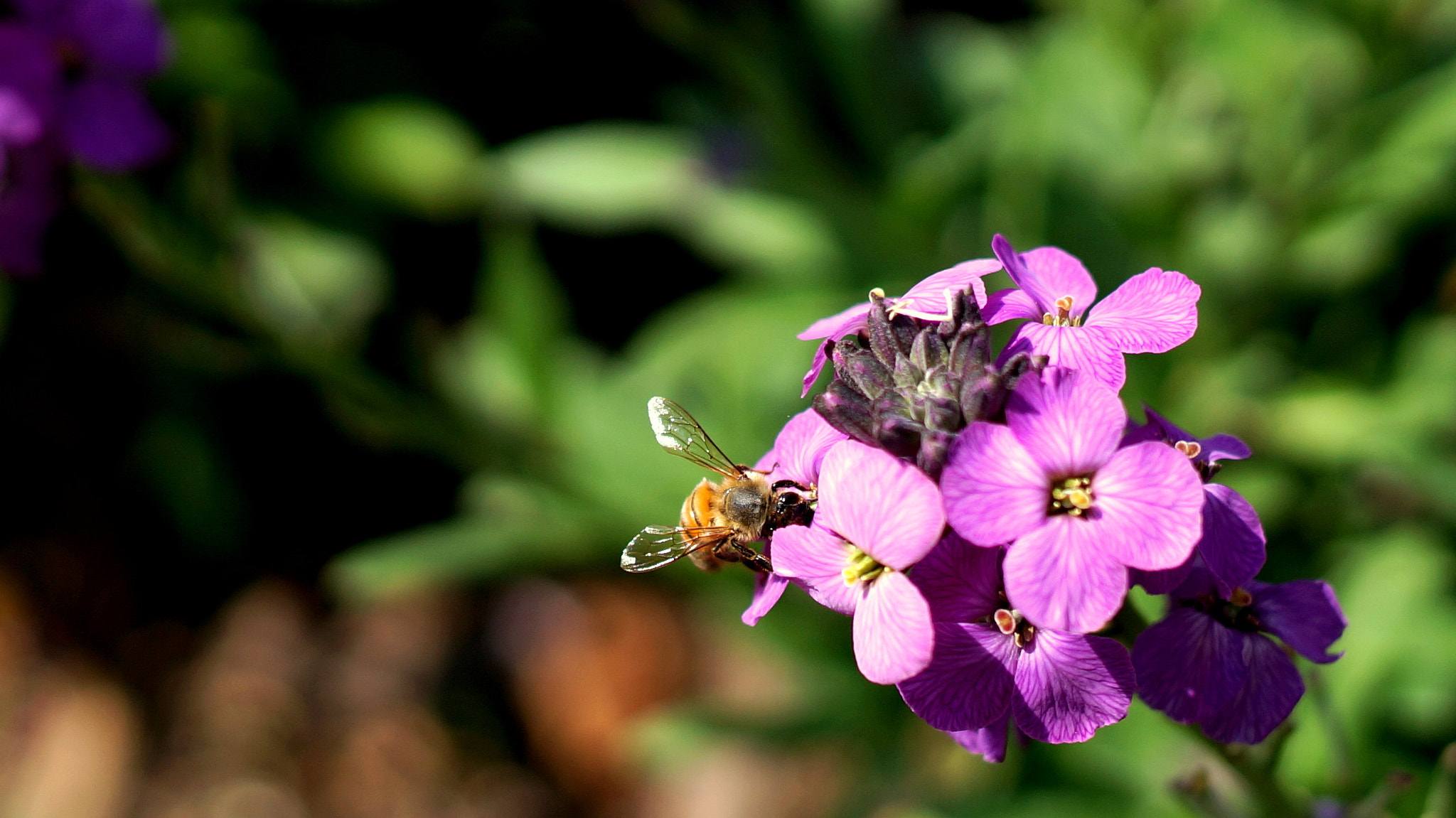 Sony Alpha NEX-6 + ZEISS Touit 32mm F1.8 sample photo. Bee on a dame's rocket photography