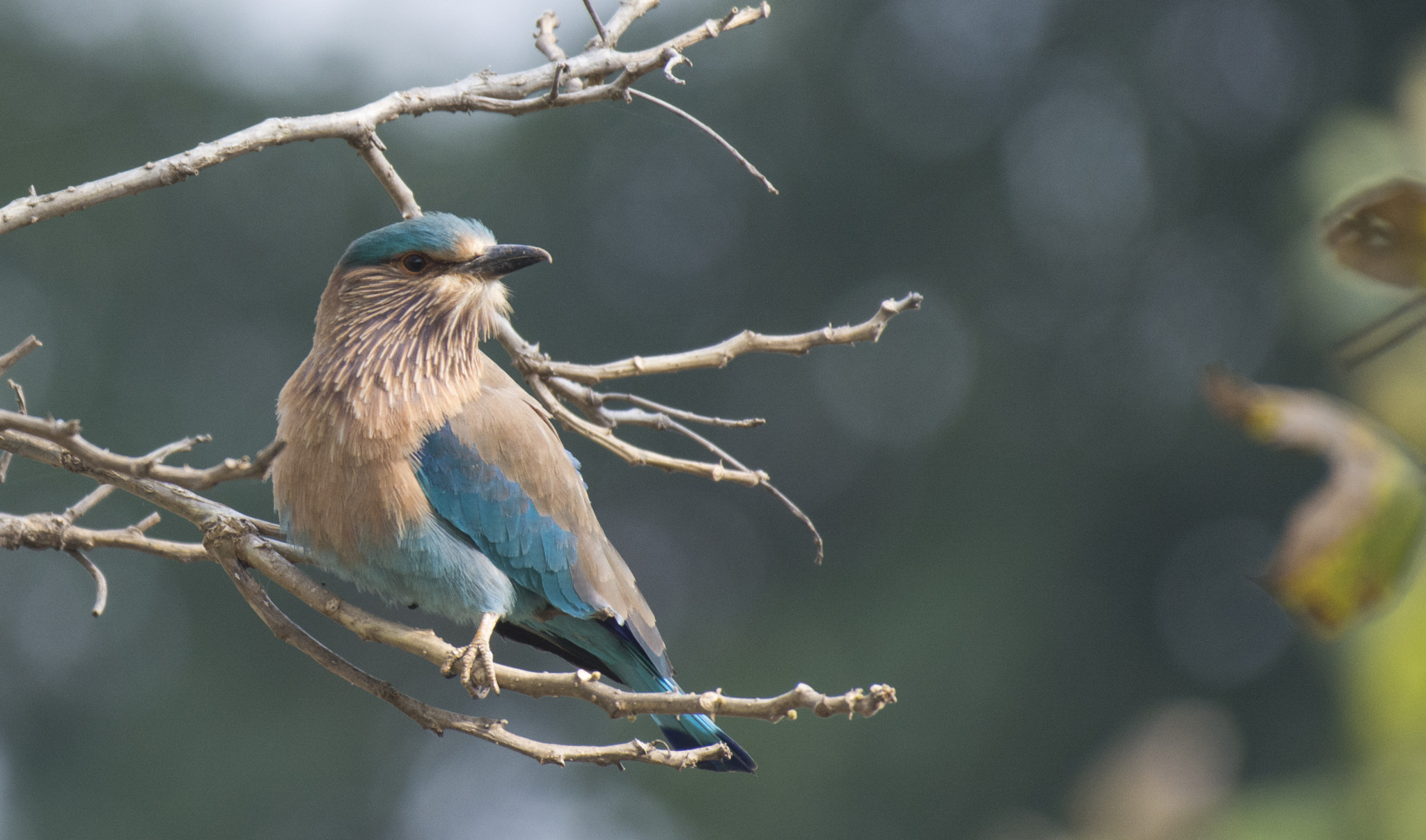 Nikon AF-S Nikkor 200-500mm F5.6E ED VR sample photo. Indian roller photography
