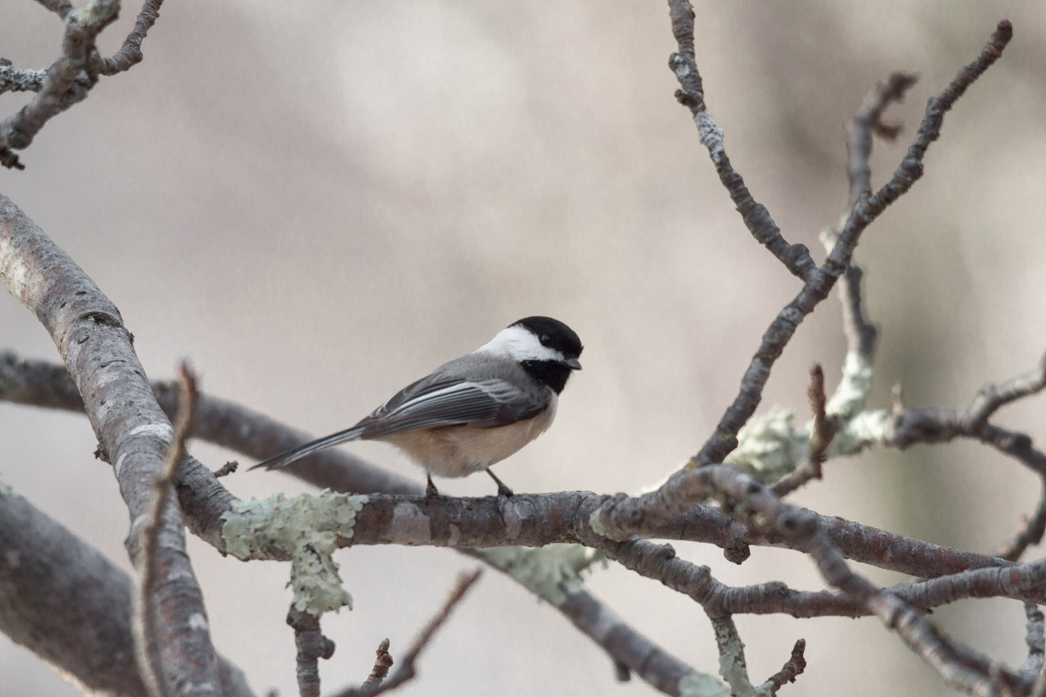 Sigma 150-500mm F5-6.3 DG OS HSM sample photo. Double take photography