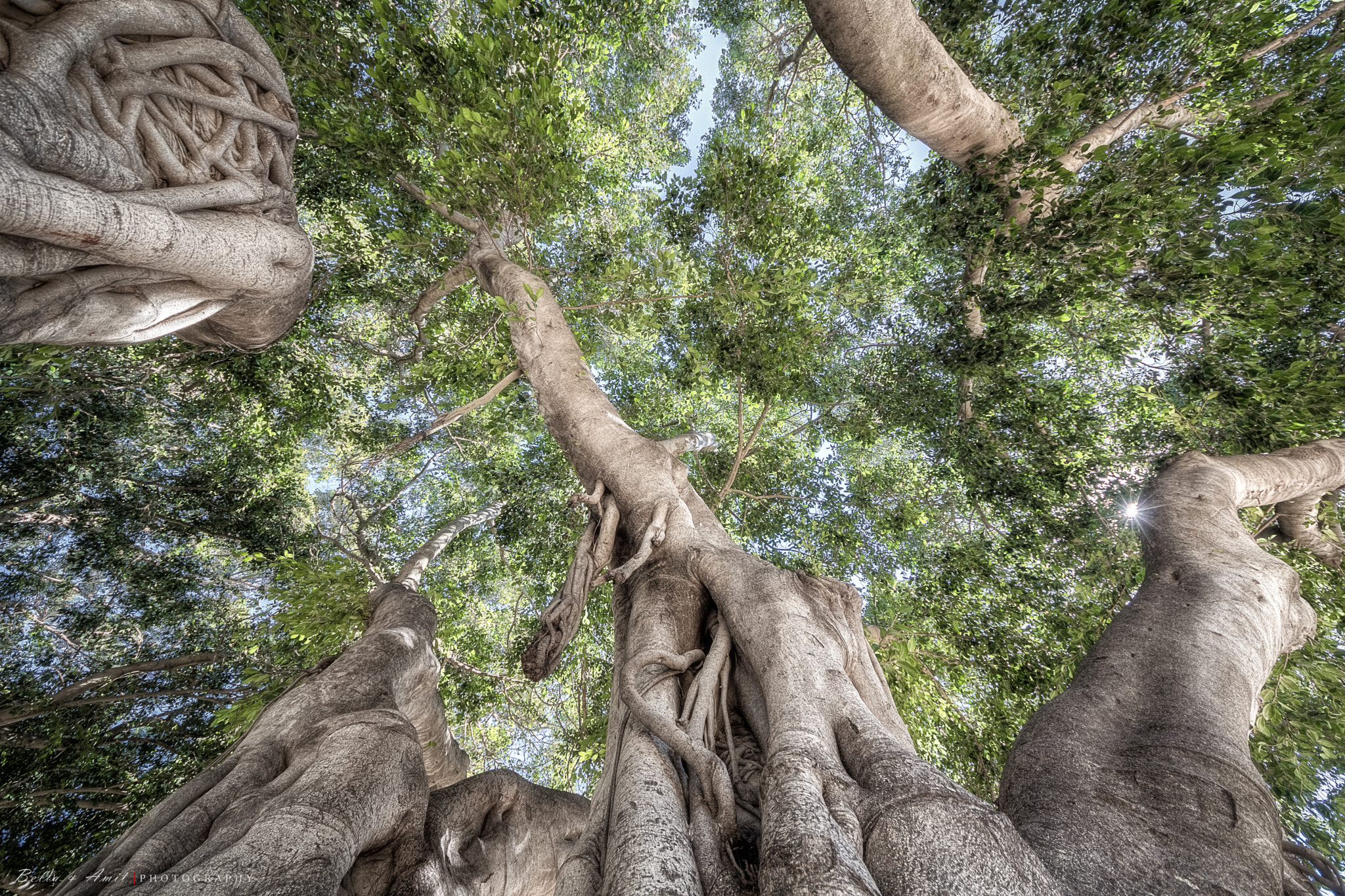 Sigma 8-16mm F4.5-5.6 DC HSM sample photo. The giants photography