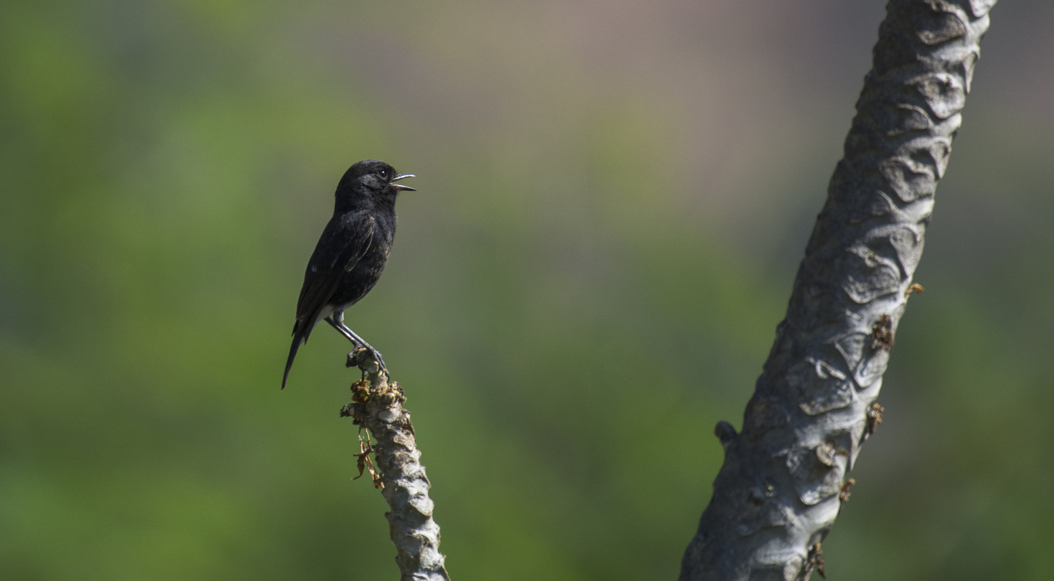 Nikon AF-S Nikkor 200-500mm F5.6E ED VR sample photo. Black buddy singing photography