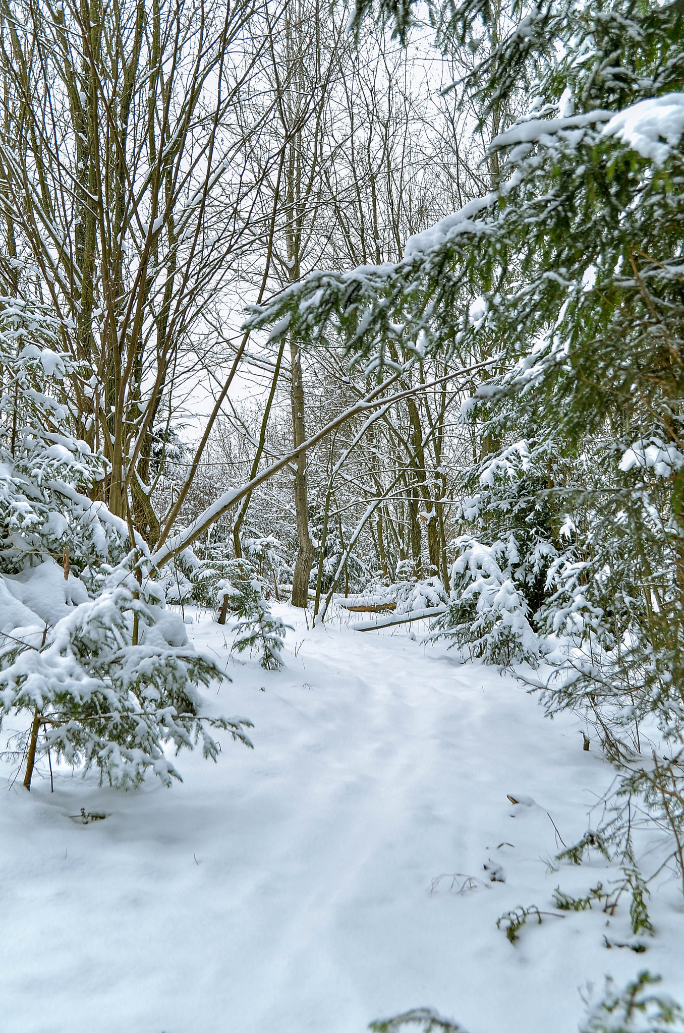 Sigma 17-70mm F2.8-4 DC Macro OS HSM | C sample photo. Winter day photography