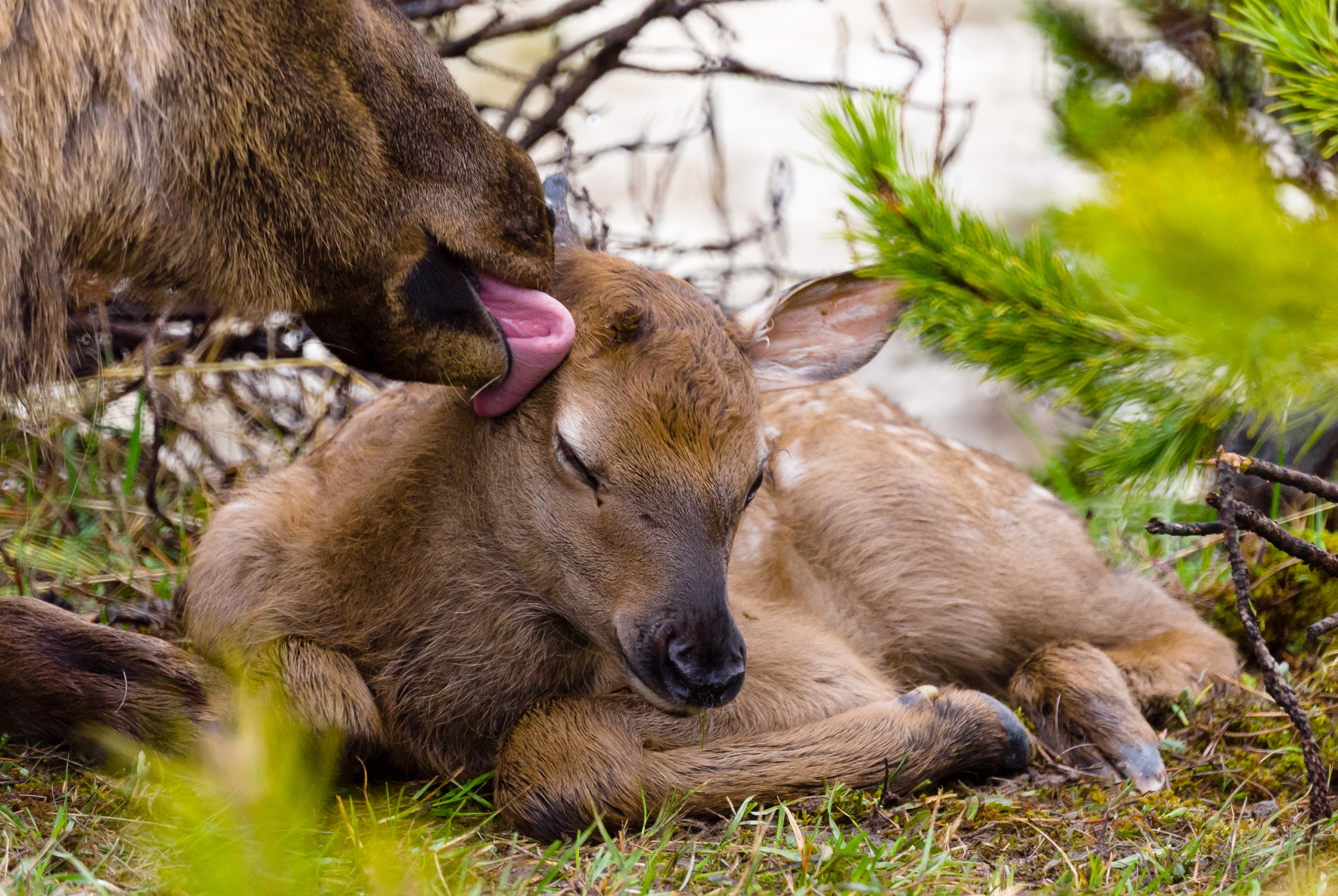 Sony Alpha DSLR-A300 + Sony 500mm F8 Reflex sample photo. Mother and fawn photography