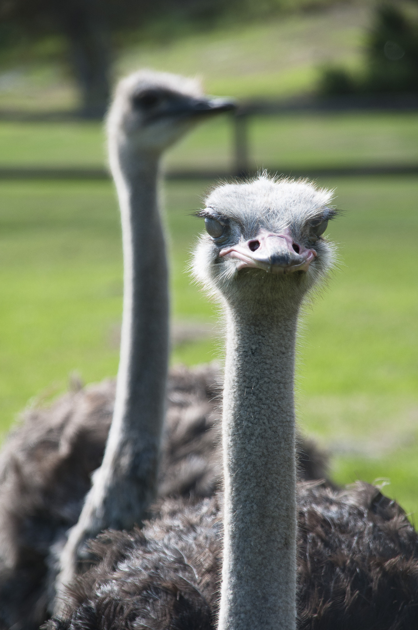 Nikon D300 + Sigma 18-200mm F3.5-6.3 DC sample photo. Ostrich farm photography