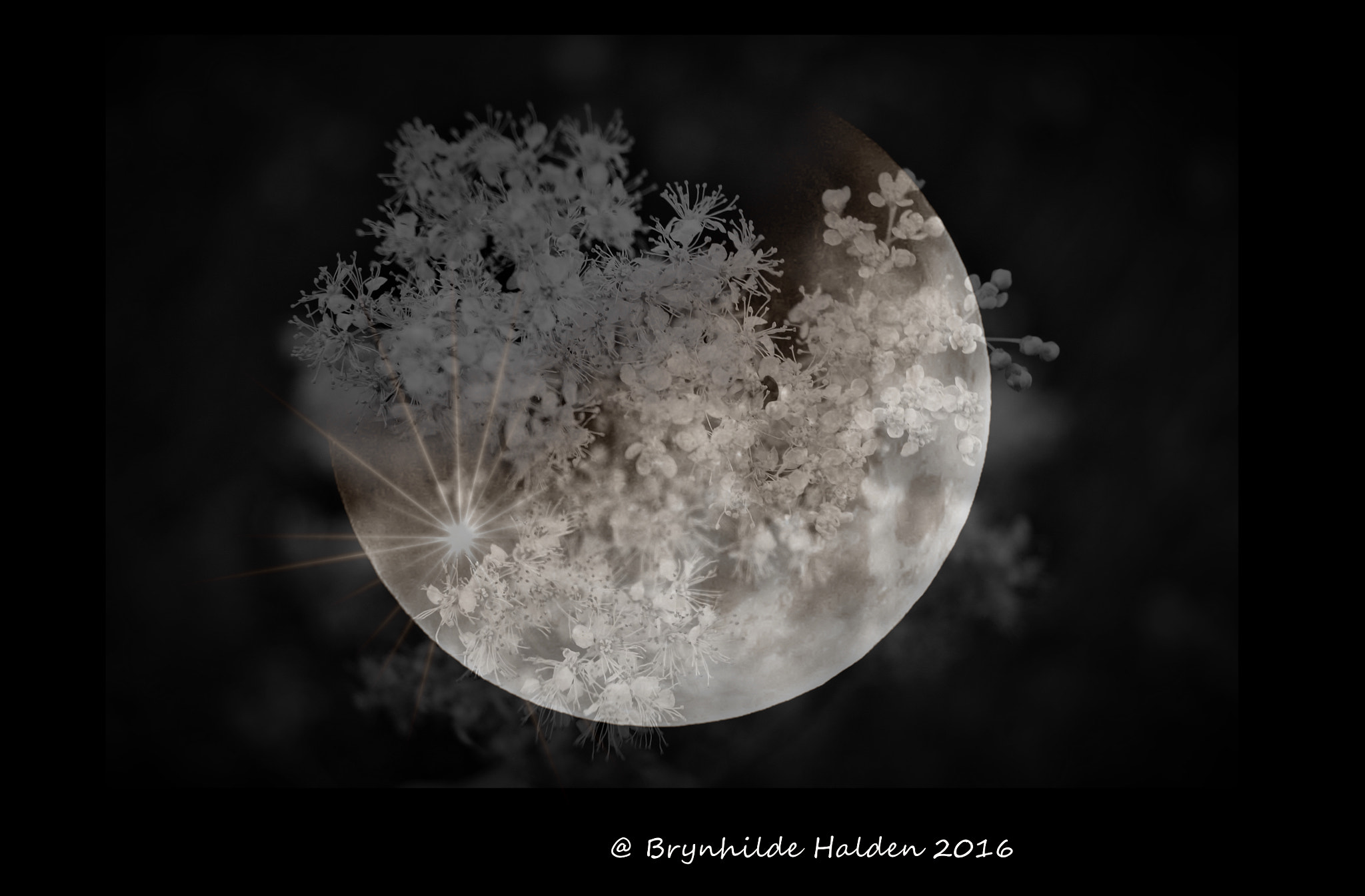 Sony DT 18-250mm F3.5-6.3 sample photo. Moon flower photography