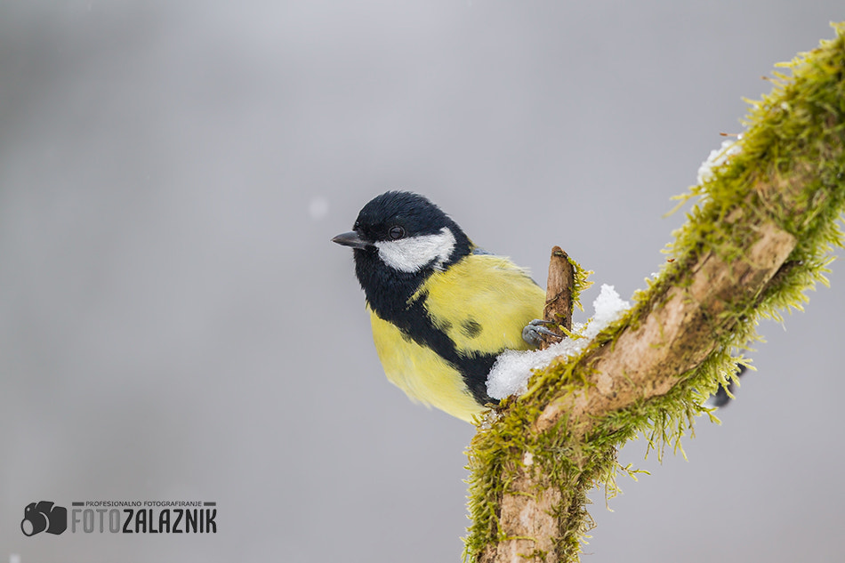 Canon EF 500mm F4L IS II USM sample photo. Hanging out photography