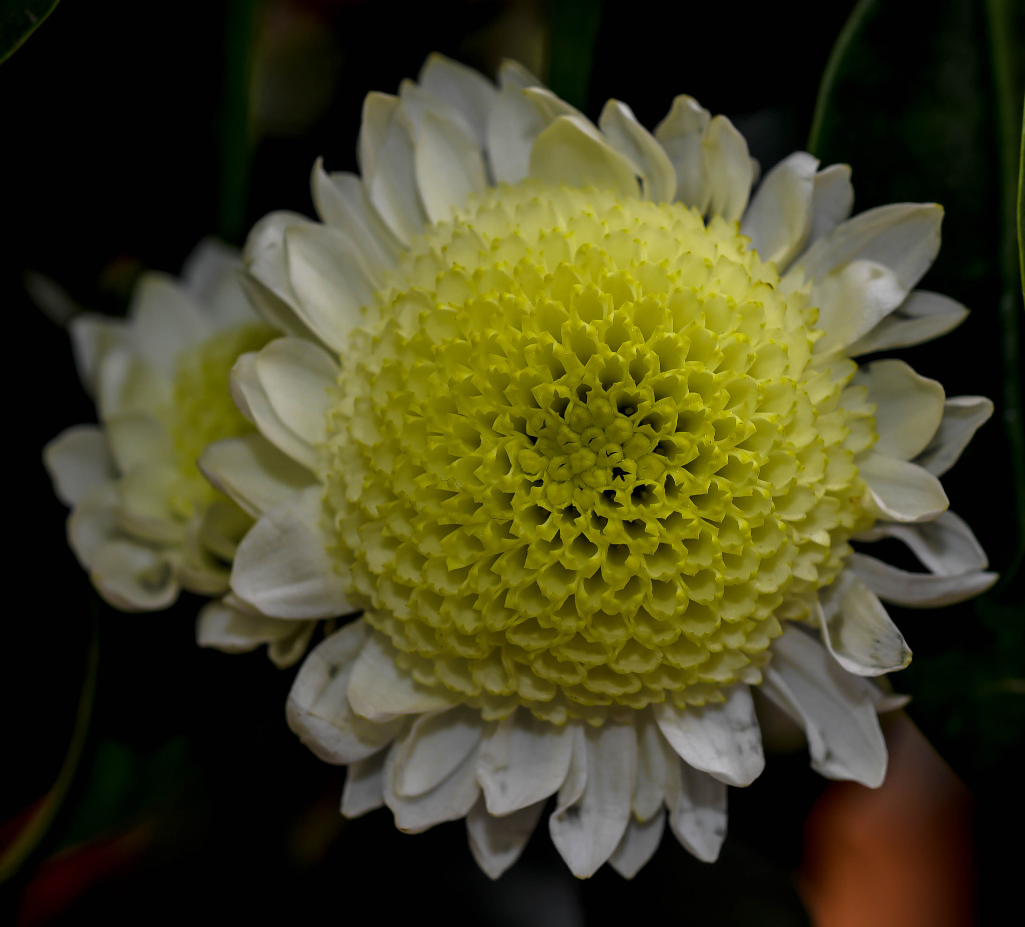 Nikon D750 + AF Micro-Nikkor 60mm f/2.8 sample photo. Flower photography