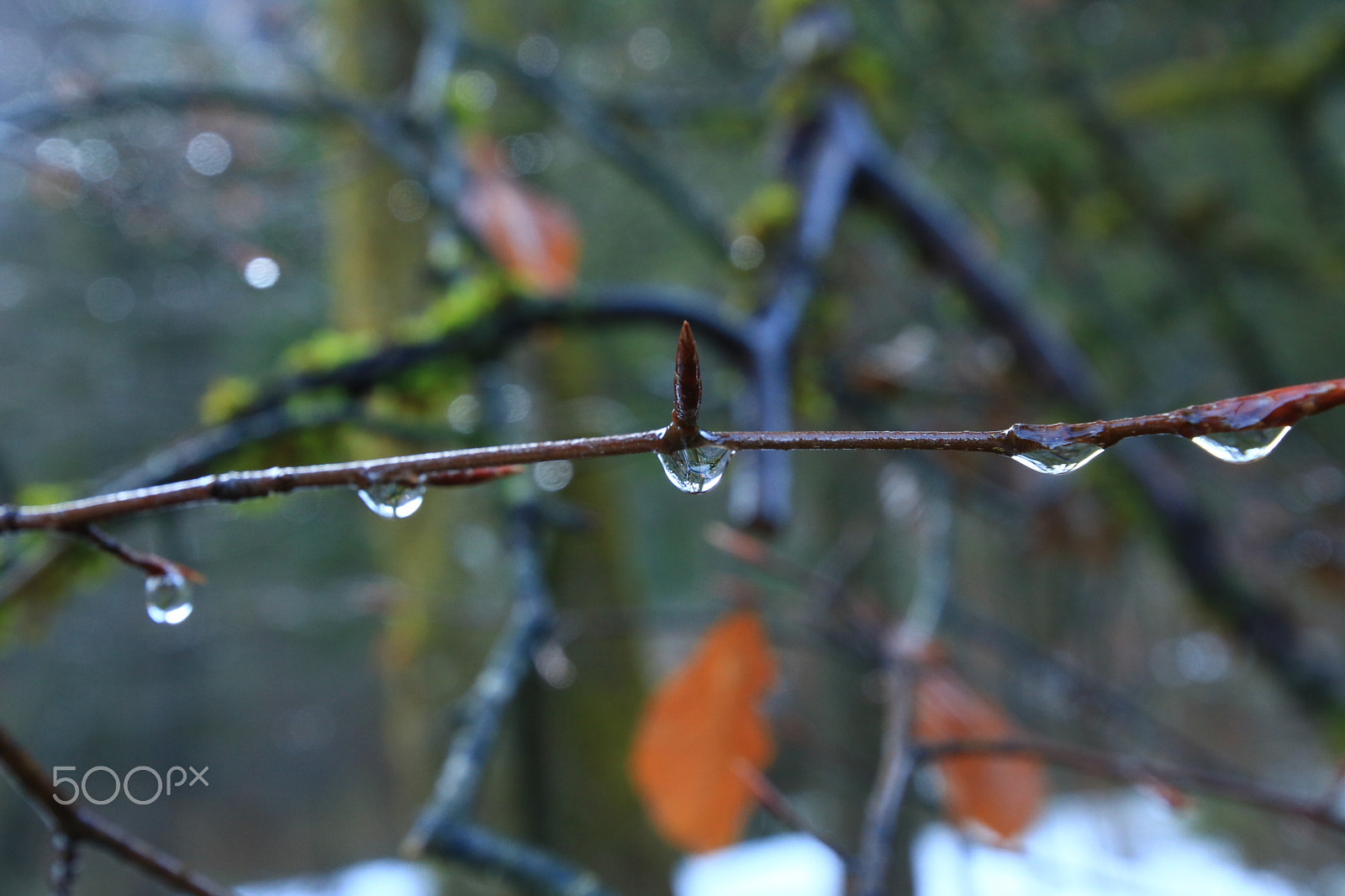 Canon EOS 750D (EOS Rebel T6i / EOS Kiss X8i) + Canon EF 300mm f/2.8L sample photo. Drops are not falling photography