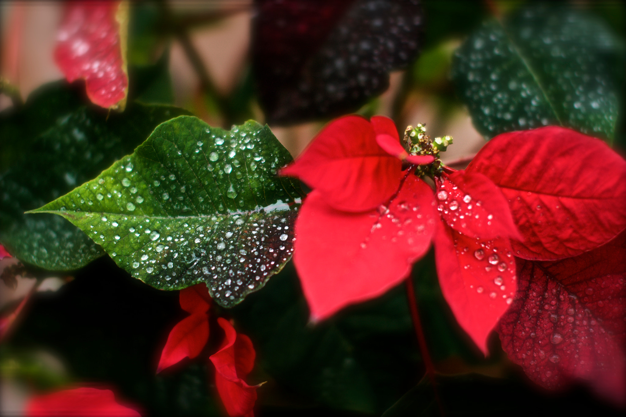 Sigma 50mm F1.4 EX DG HSM sample photo. Steady drops photography