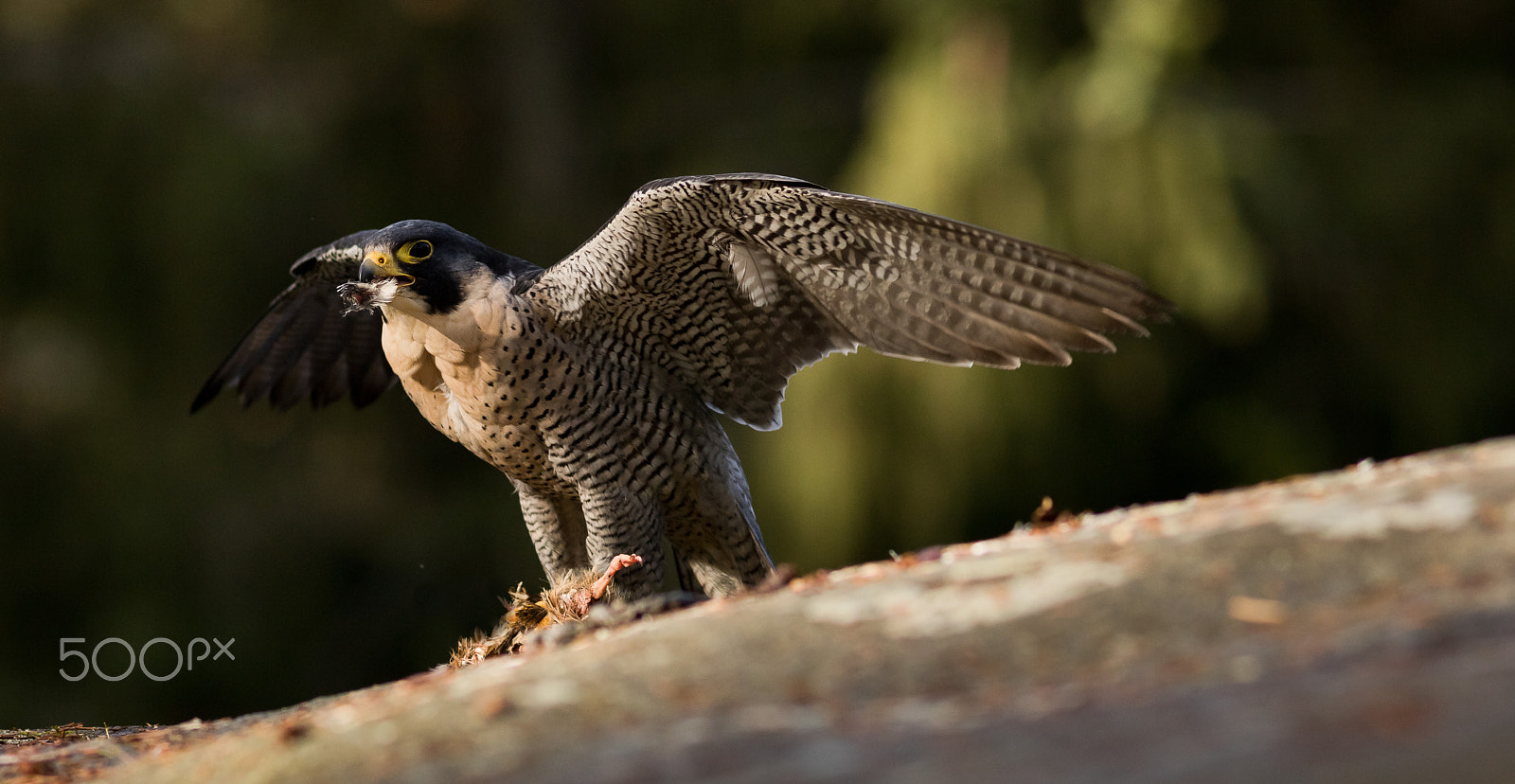 Canon EOS 760D (EOS Rebel T6s / EOS 8000D) + Canon EF 200mm F2.8L II USM sample photo. Sokol stěhovavý photography