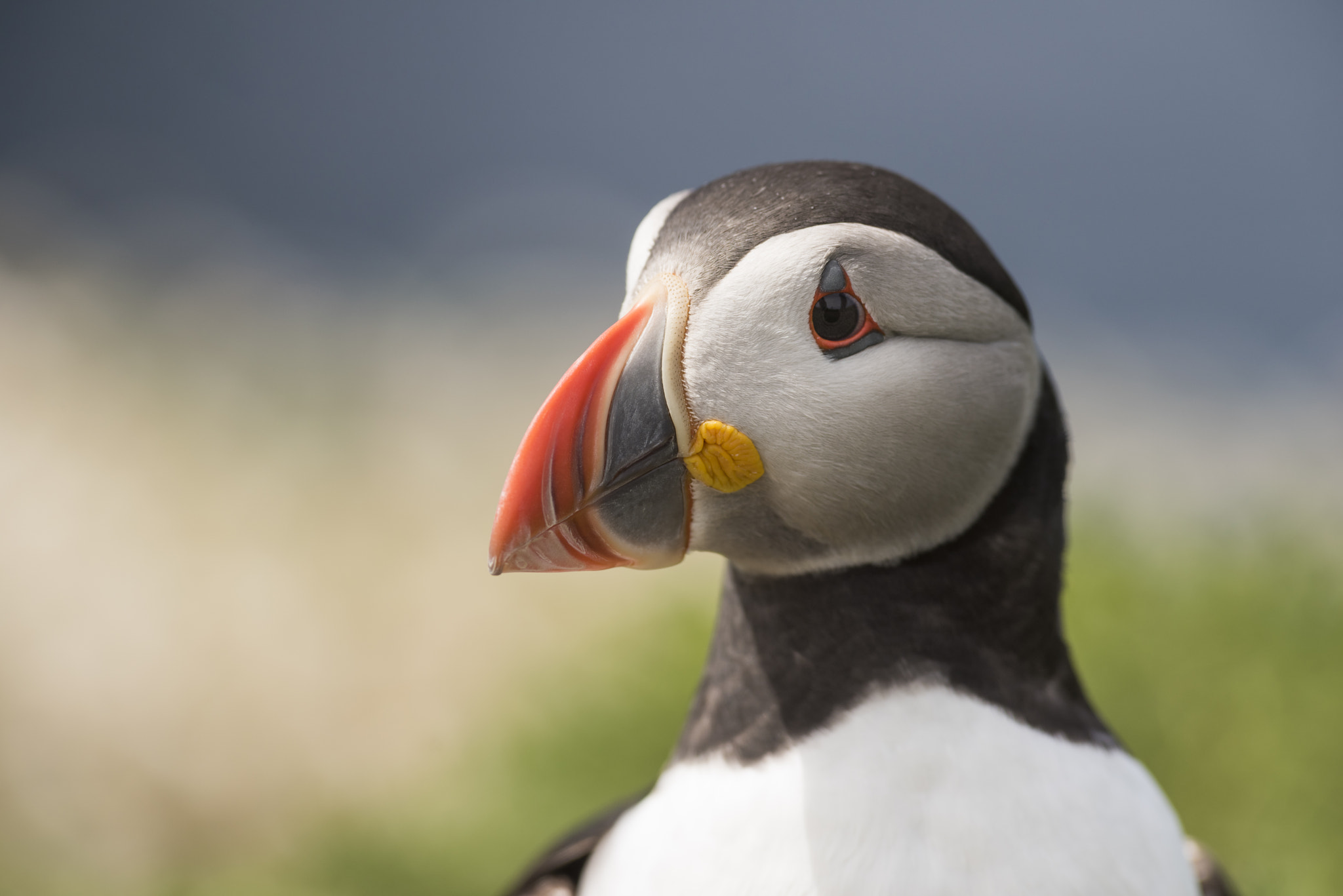 Nikon AF-S Nikkor 300mm F2.8G ED-IF VR sample photo. Atlantic puffin photography