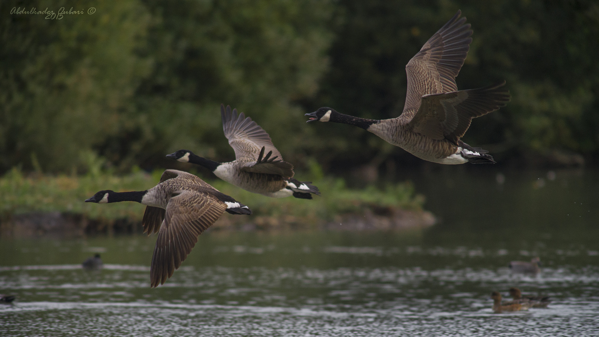 Nikon D610 + AF Zoom-Nikkor 70-210mm f/4 sample photo. Birds of feather! photography