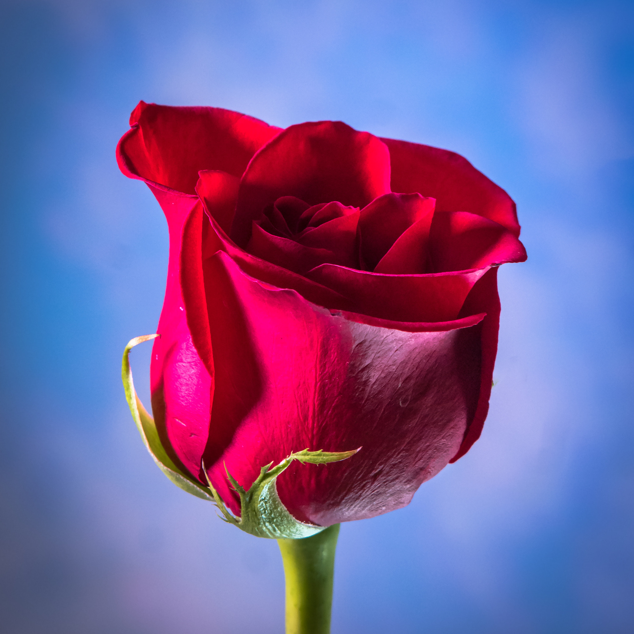 Samsung NX1 + Samsung NX 50-200mm F4-5.6 ED OIS sample photo. Single rose photography