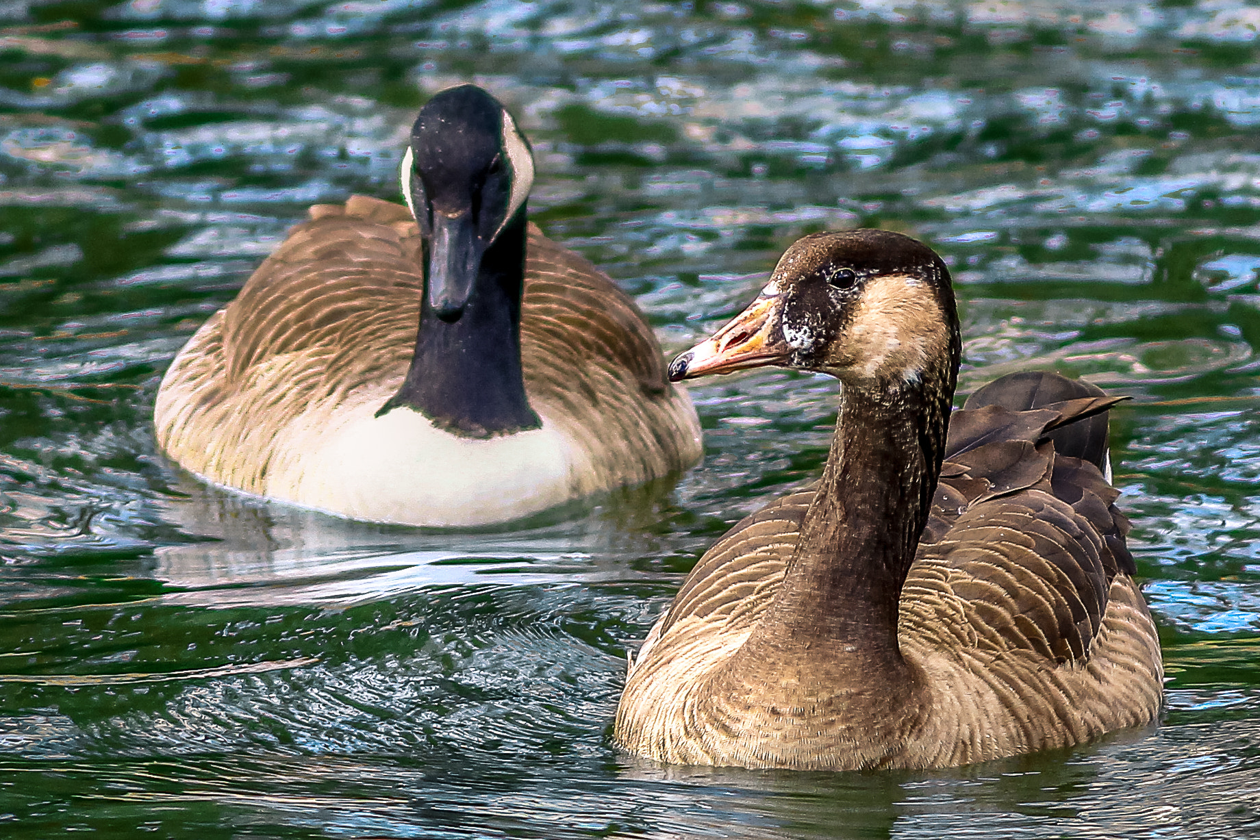 Canon EOS 550D (EOS Rebel T2i / EOS Kiss X4) + Canon EF 300mm F4L IS USM sample photo. Geese photography