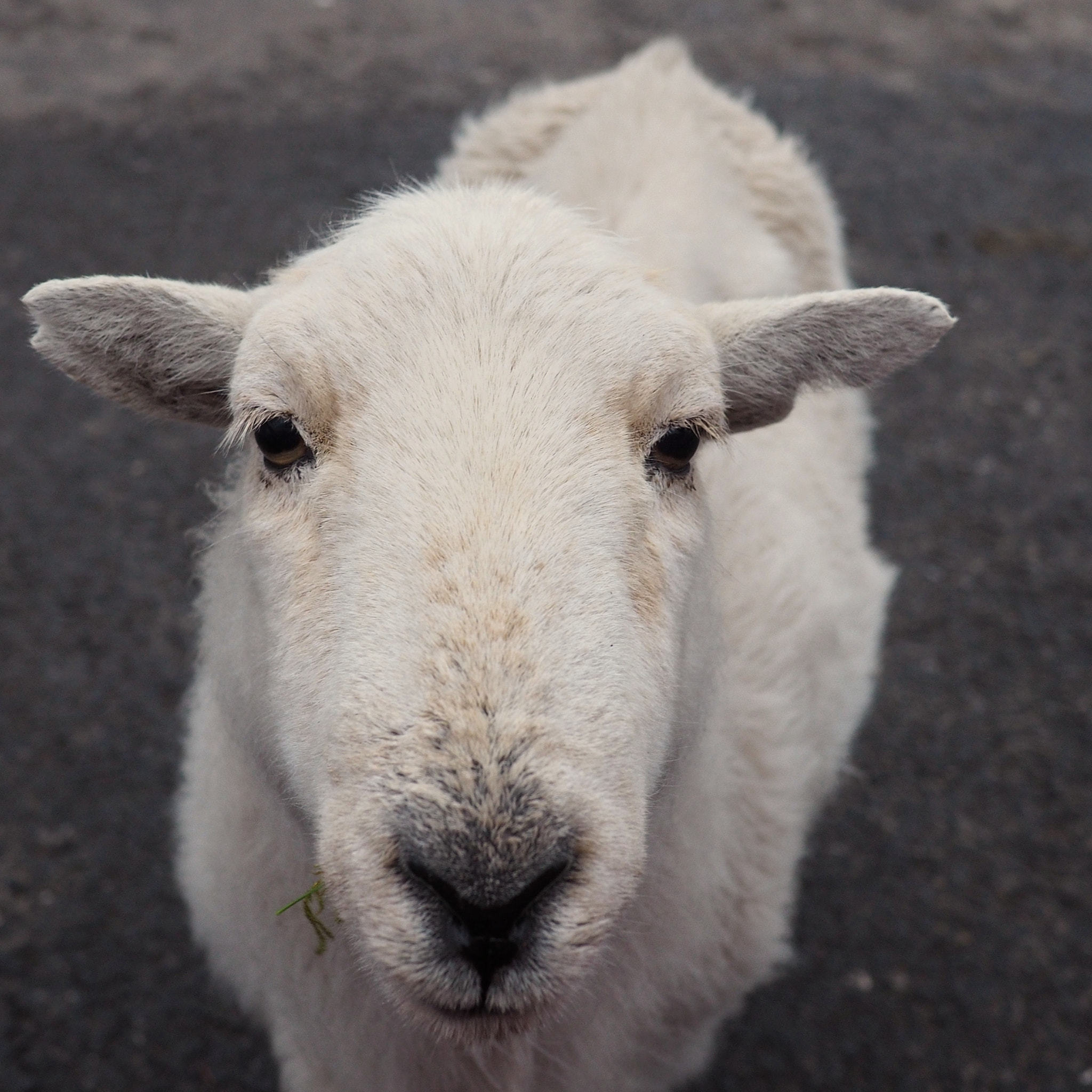 Olympus PEN E-PL7 sample photo. Saying hello! photography