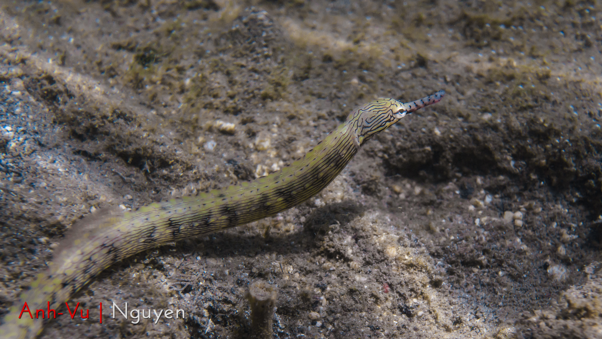 Sony Alpha NEX-5R + Sony E 30mm F3.5 Macro sample photo. Nice pipefish looking for nice buddy photography