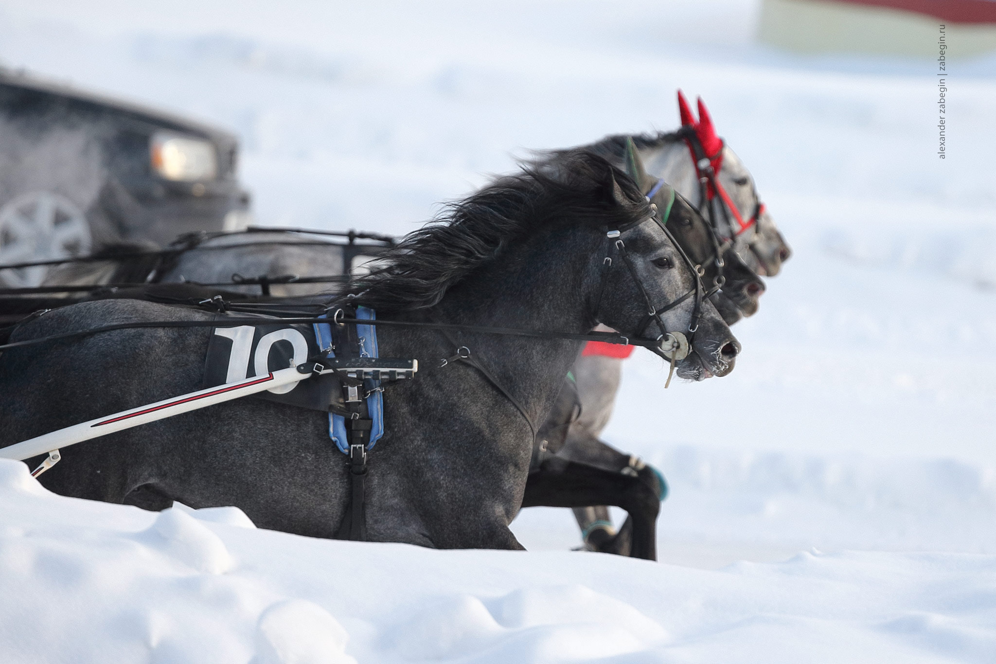 Canon EOS-1D X + Canon EF 300mm F2.8L IS II USM sample photo. * photography