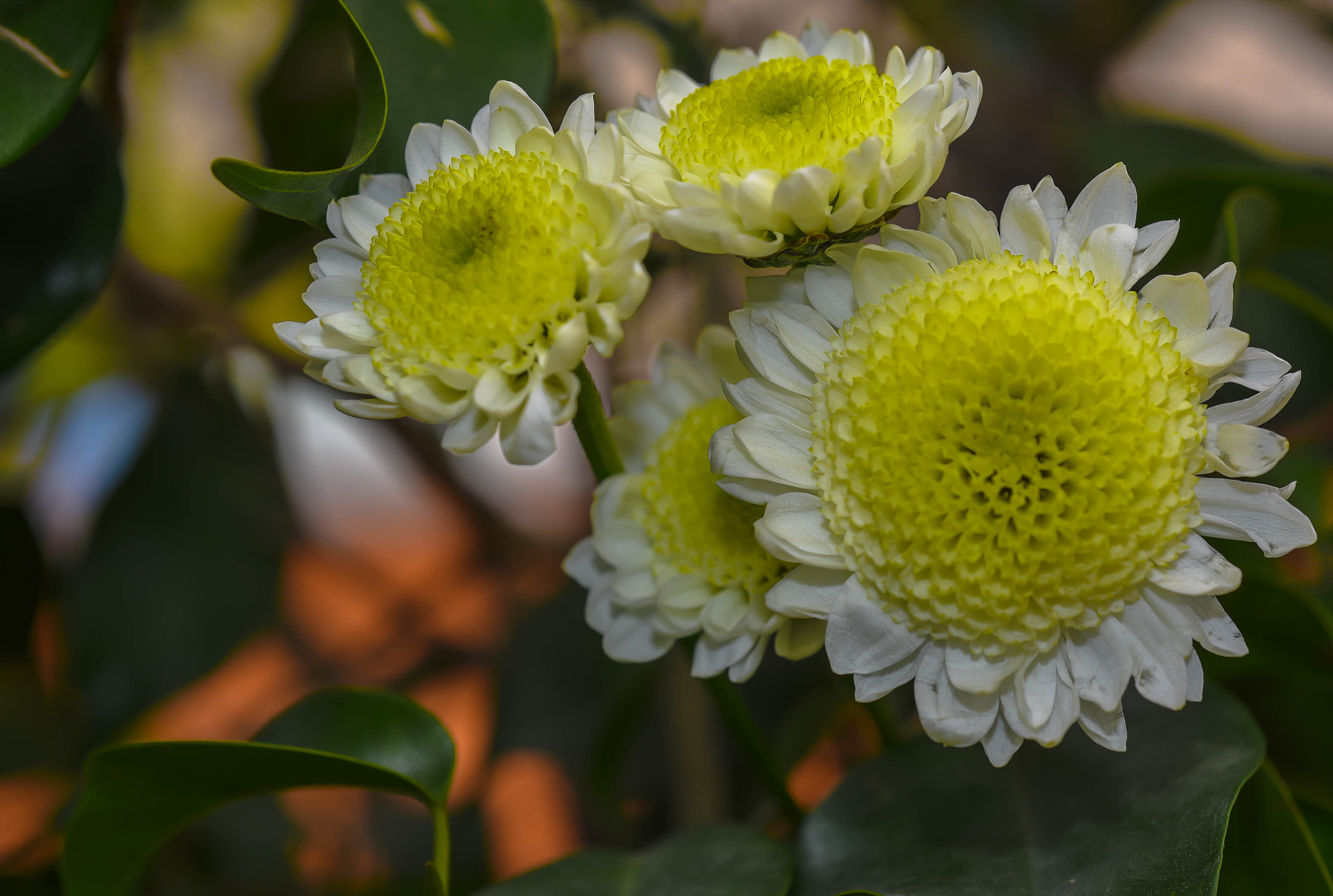 Nikon D750 + AF Micro-Nikkor 60mm f/2.8 sample photo. Flower photography