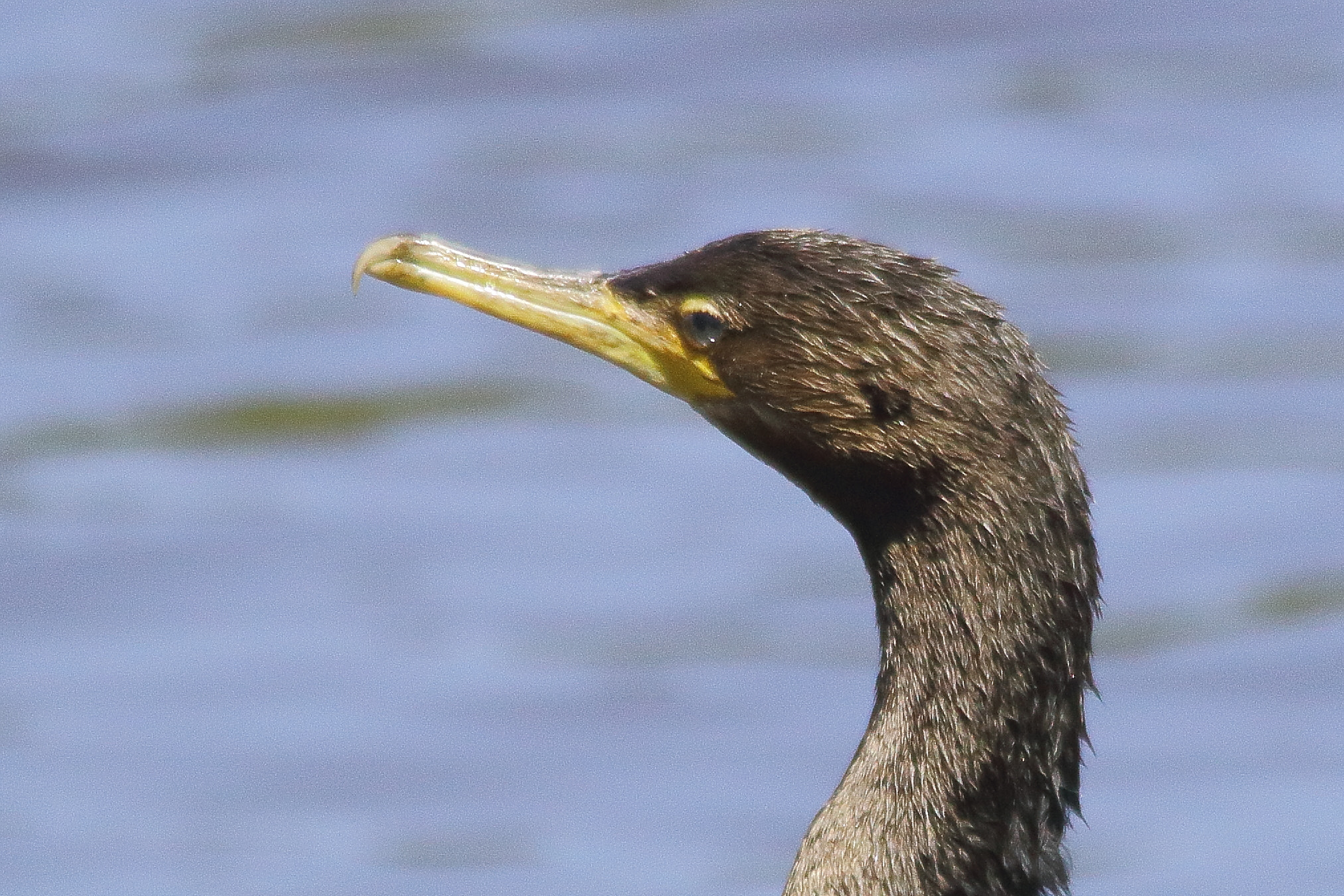 Sigma 150-500mm F5-6.3 DG OS HSM sample photo. Yeco photography