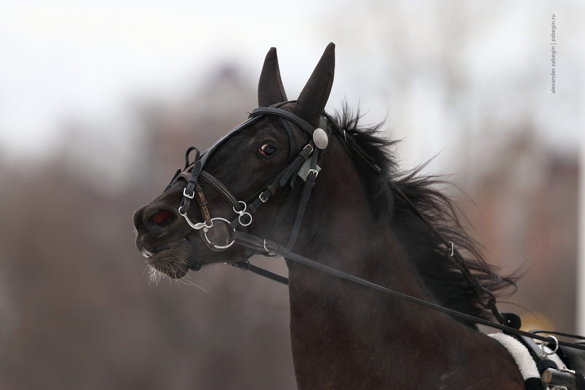 Canon EF 300mm F2.8L IS II USM sample photo. * photography