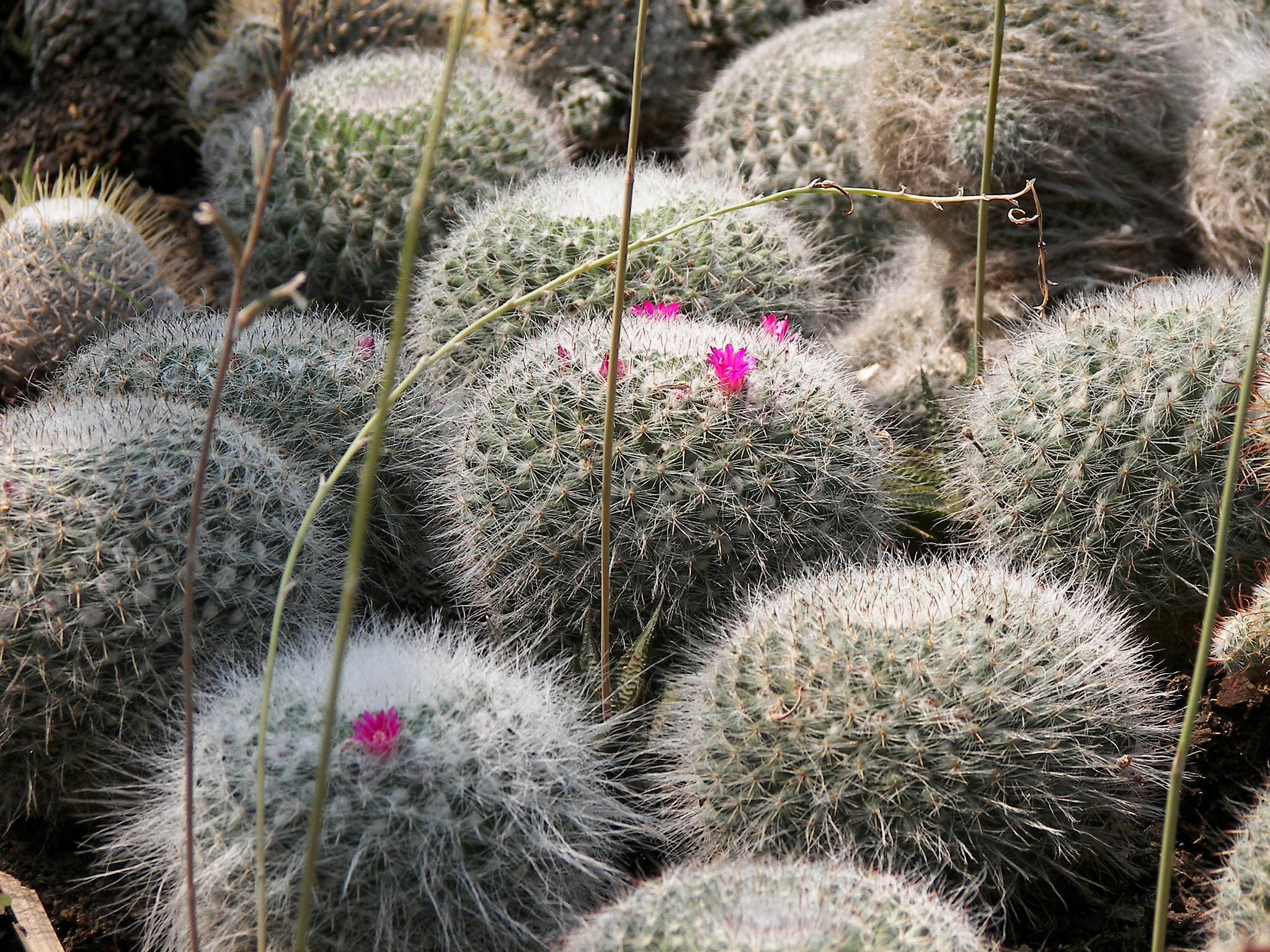 Kodak P850 ZOOM DIGITAL CAMERA sample photo. Many only one cactus flower photography