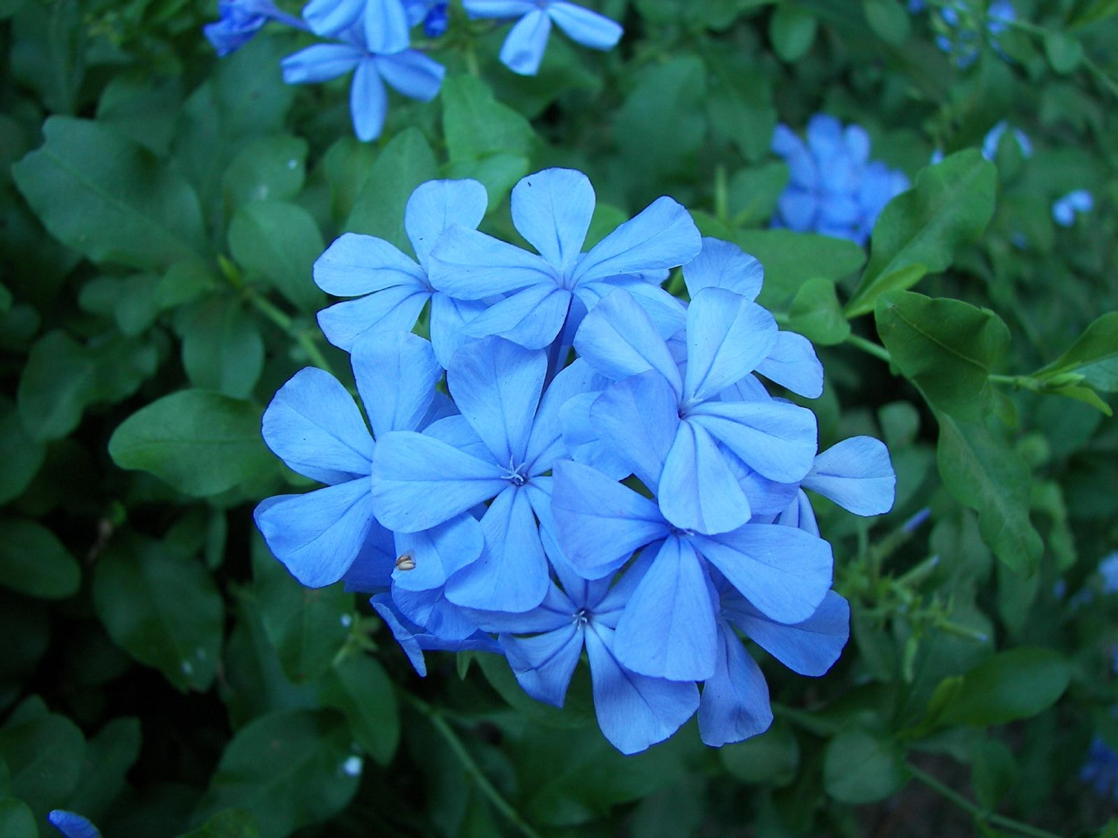 Kodak P850 ZOOM DIGITAL CAMERA sample photo. Blue flowers photography