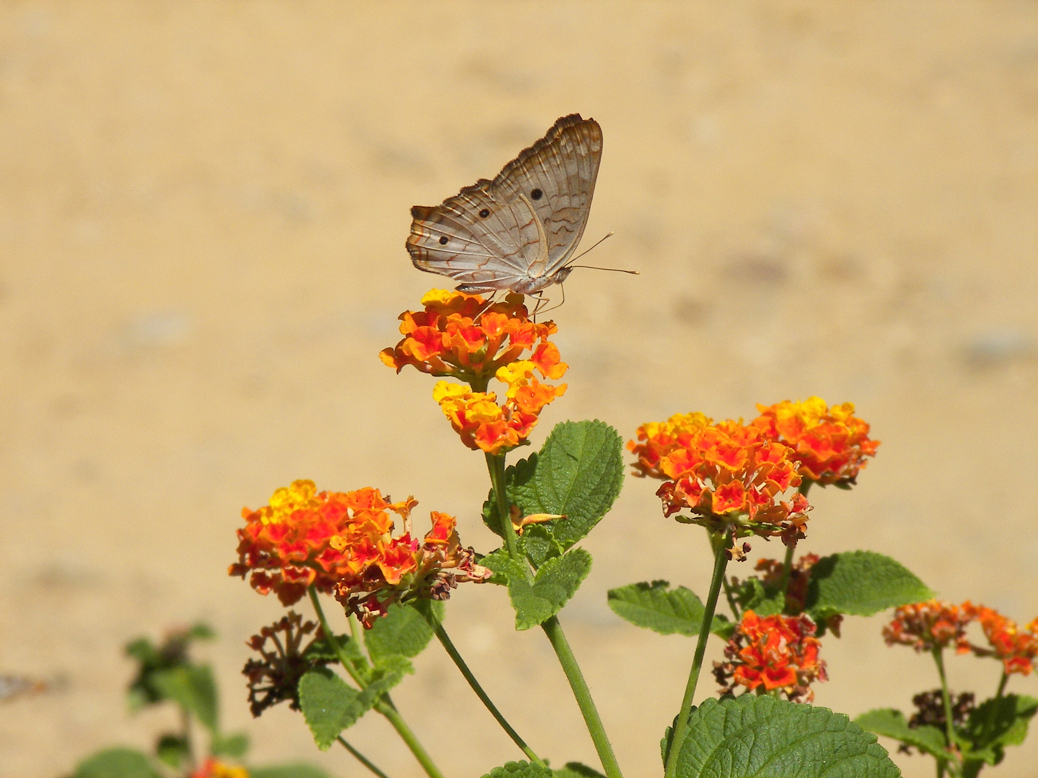 Kodak P850 ZOOM DIGITAL CAMERA sample photo. Butterfly single desert photography