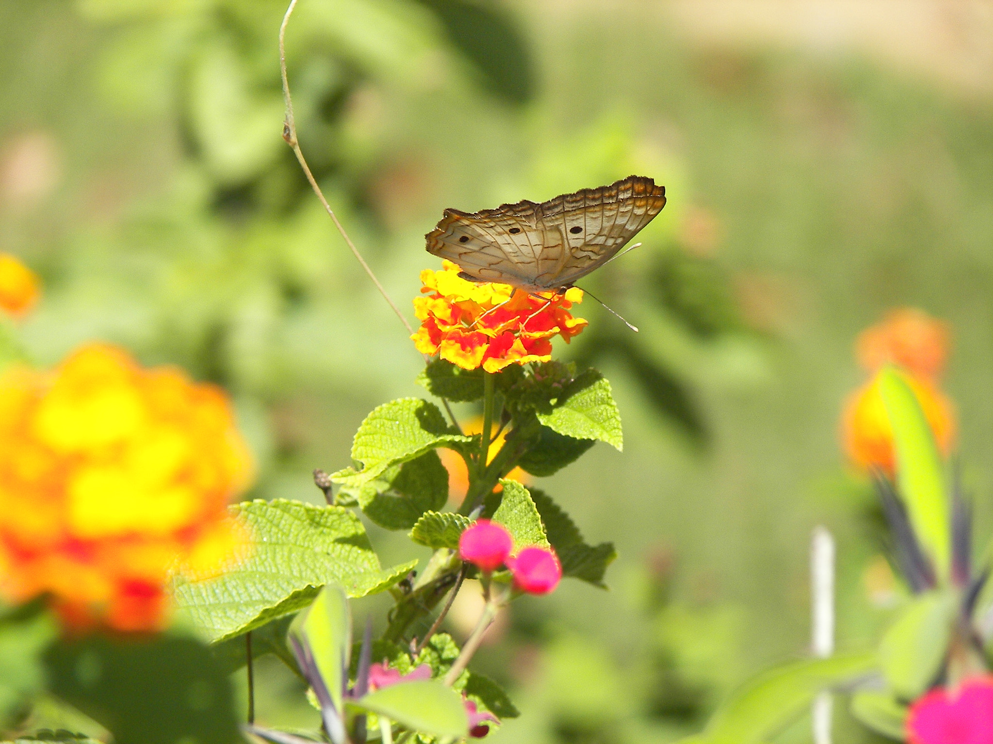 Kodak P850 ZOOM DIGITAL CAMERA sample photo. Garden butterfly photography