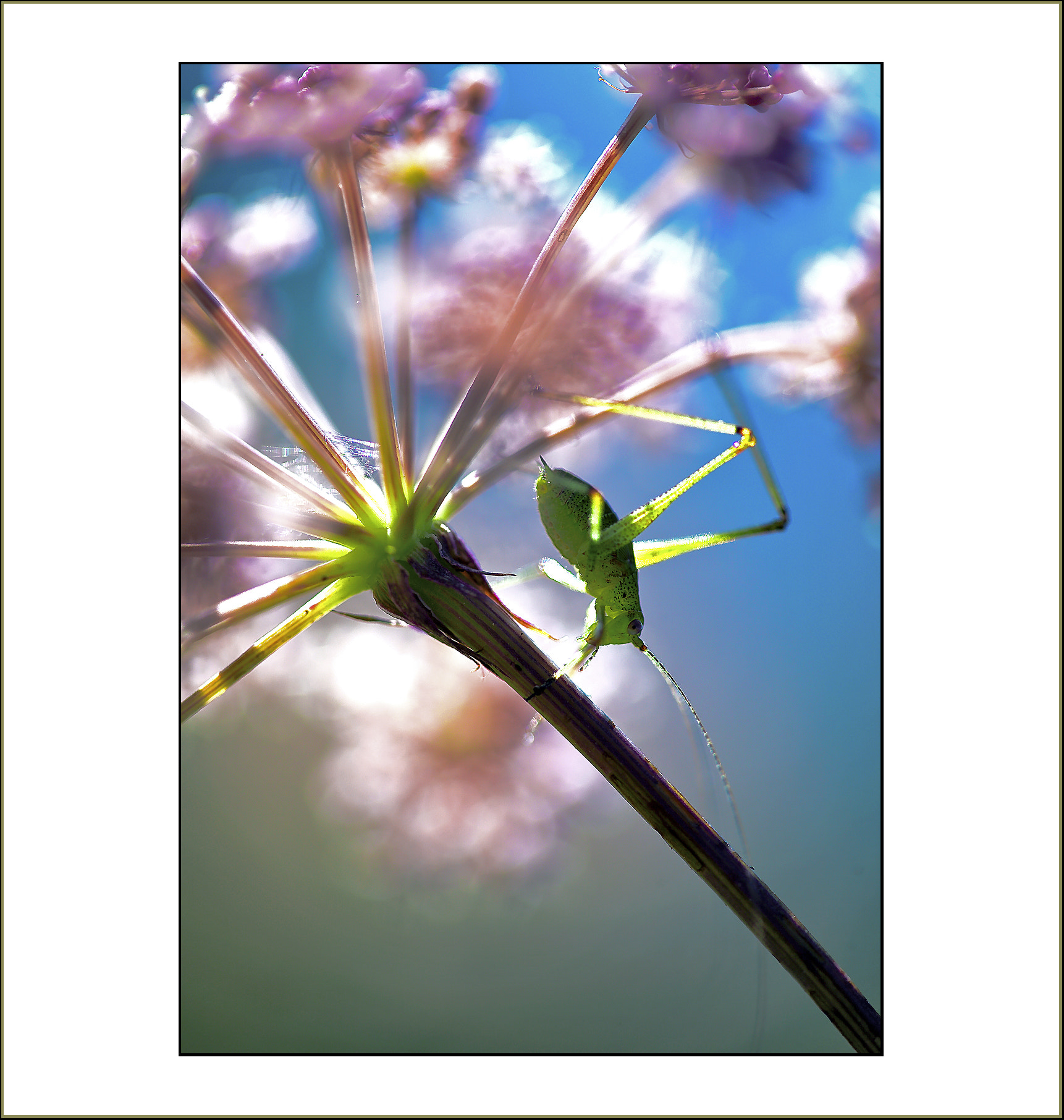 Canon EOS 5D + Canon EF 100mm F2.8 Macro USM sample photo. Sautrelle photography