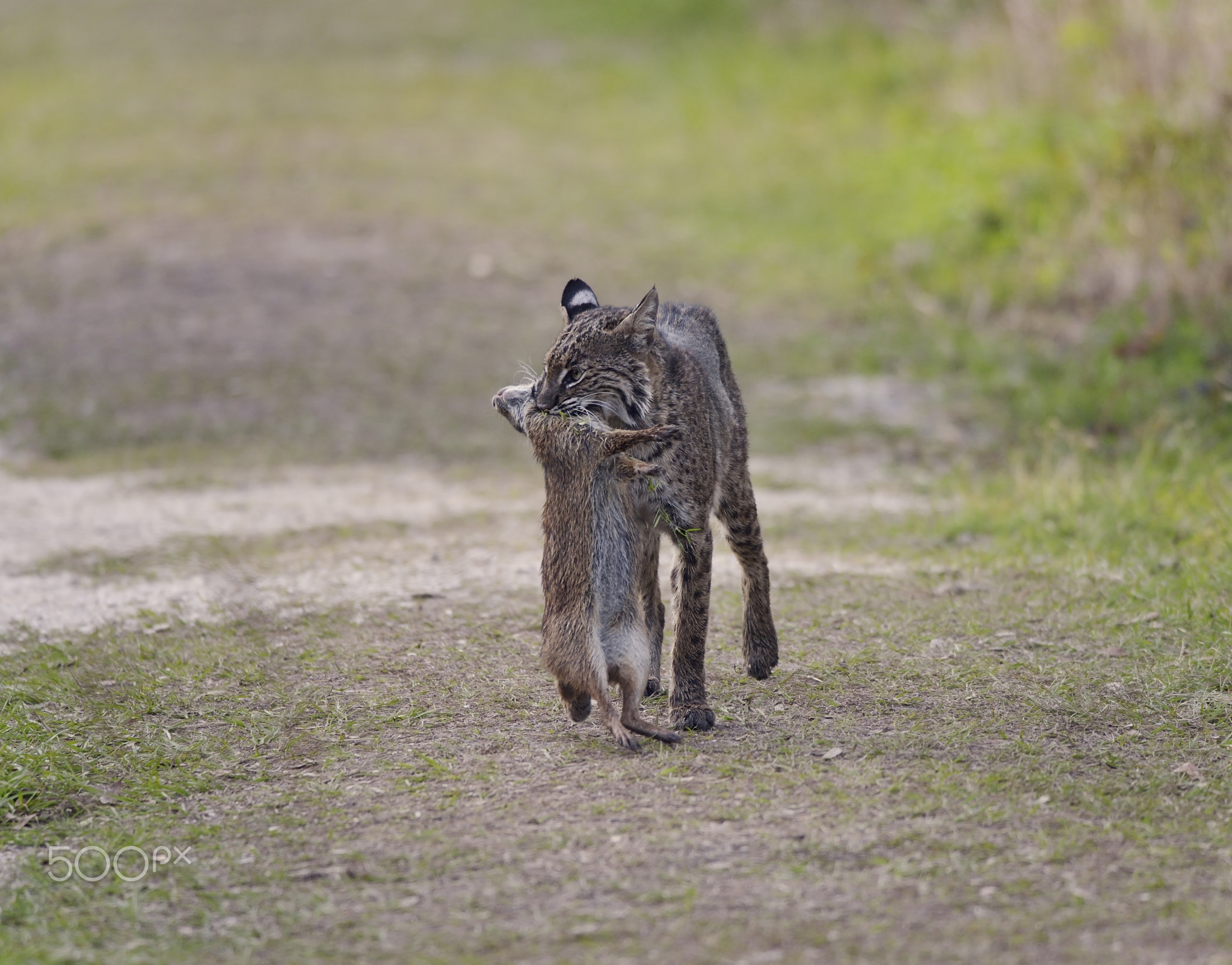 Wild Bobcat Hunting