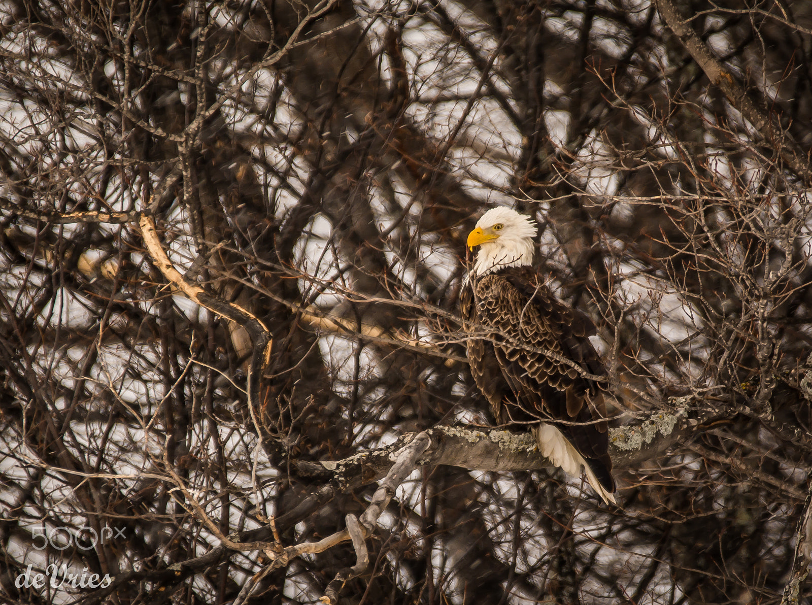 Sigma 120-400mm F4.5-5.6 DG OS HSM sample photo. One handsome fellow . . . photography