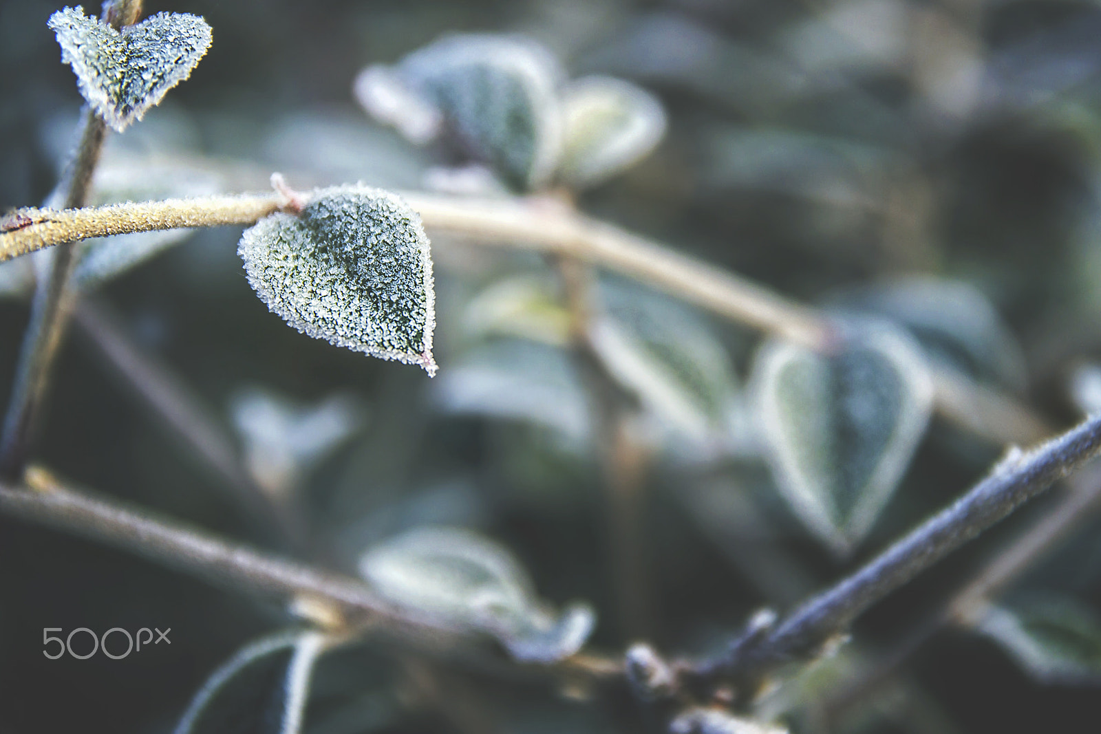 Sigma 17-70mm F2.8-4 DC Macro OS HSM | C sample photo. Frosty morning photography